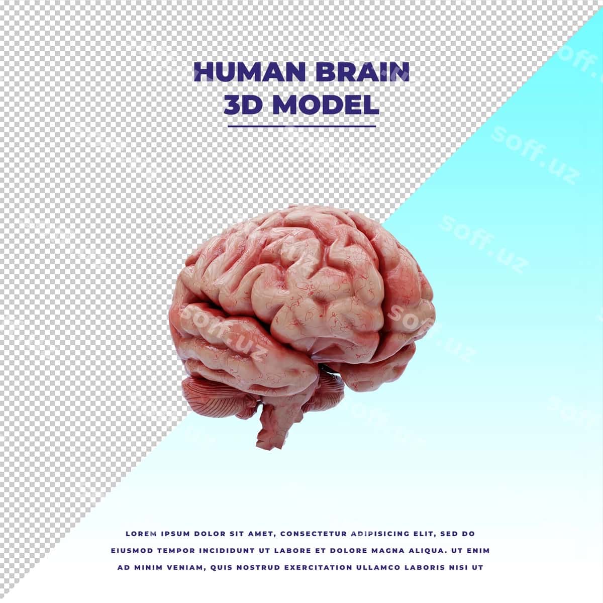 Inson bosh | Human brain 1