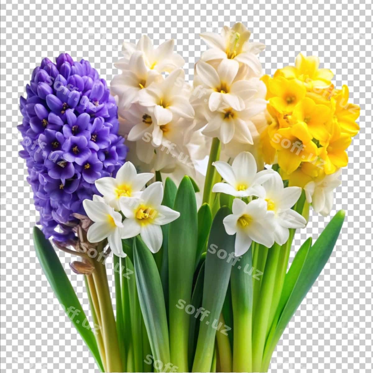 Gulhi narsiss oq orqa fonda | Hyacinth narcissus white background 1