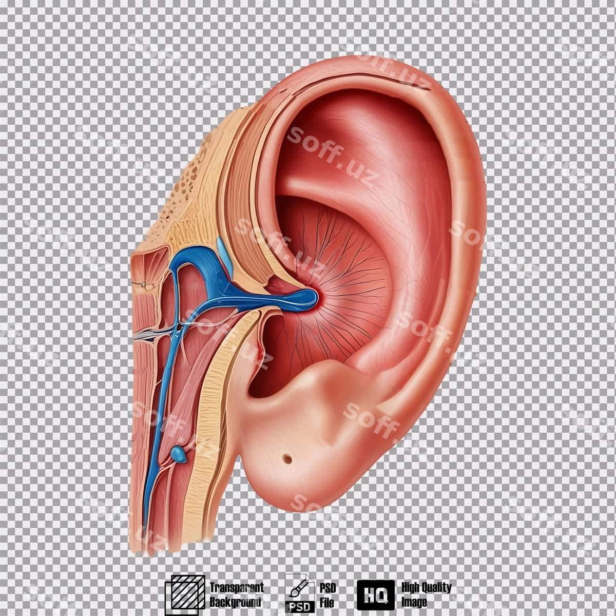 Ichki quloq anatomiyasi shaffof orqa fonda | Inner ear anatomy transparent background 1