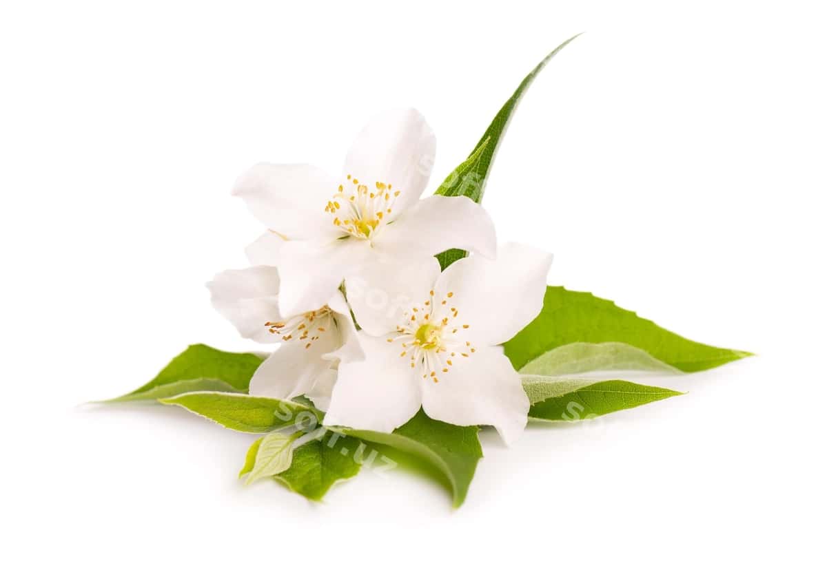 Ajraltirilgan oq yasmin gullari | Jasmine flowers isolated white 1
