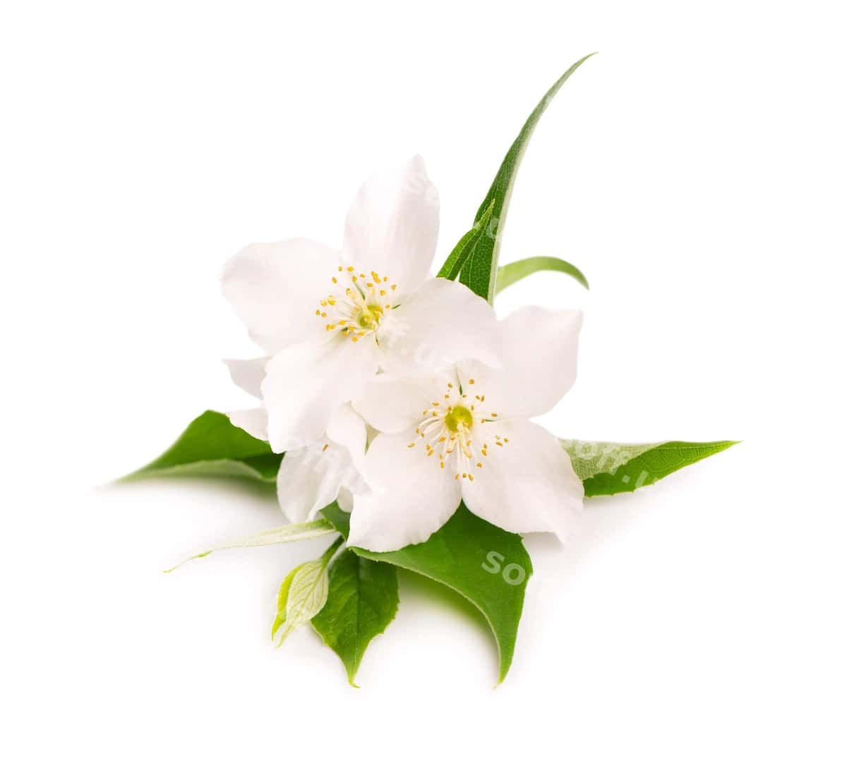 Yasmin gullari oq ajraltirilgan | Jasmine flowers isolated white 1