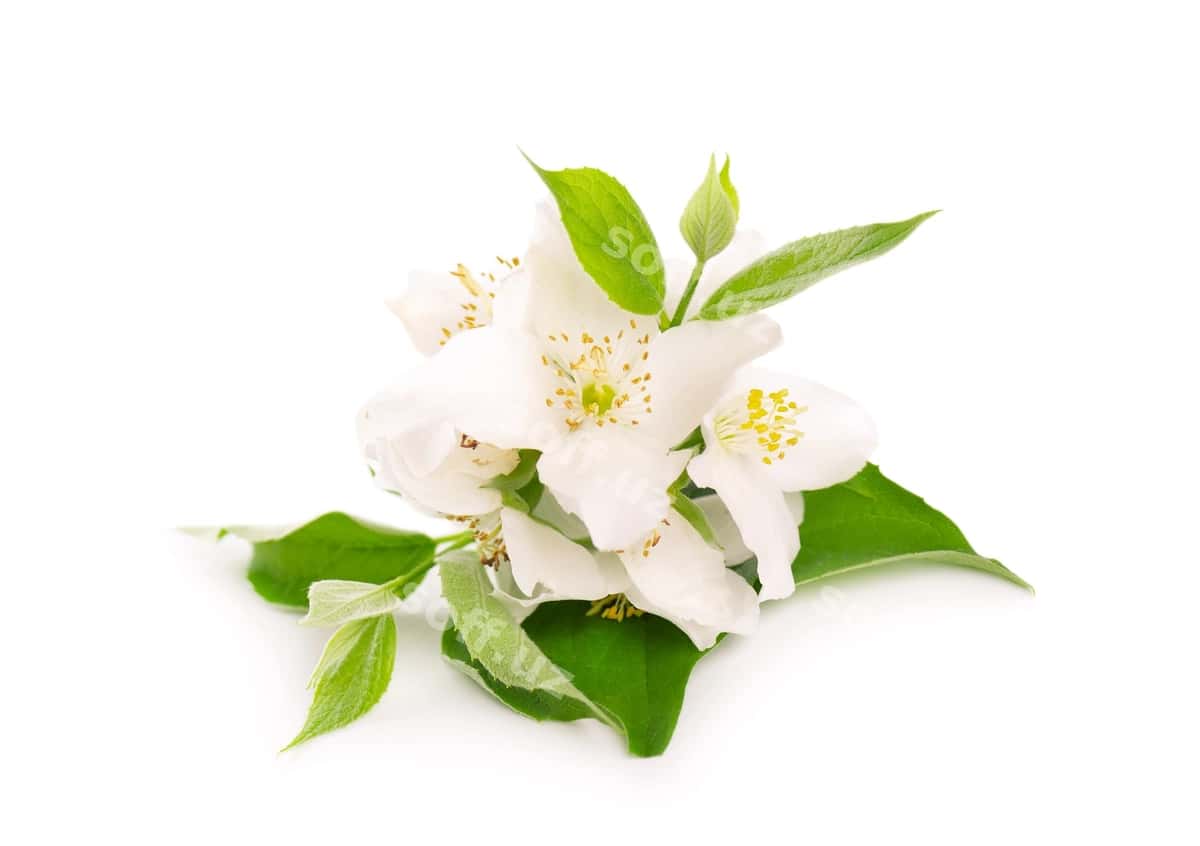 Yasmin gullari oq ajraltirilgan | Jasmine flowers isolated white 1