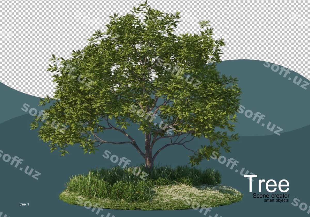 Katta daraxt o'rta maydoni | Large tree middle field 1