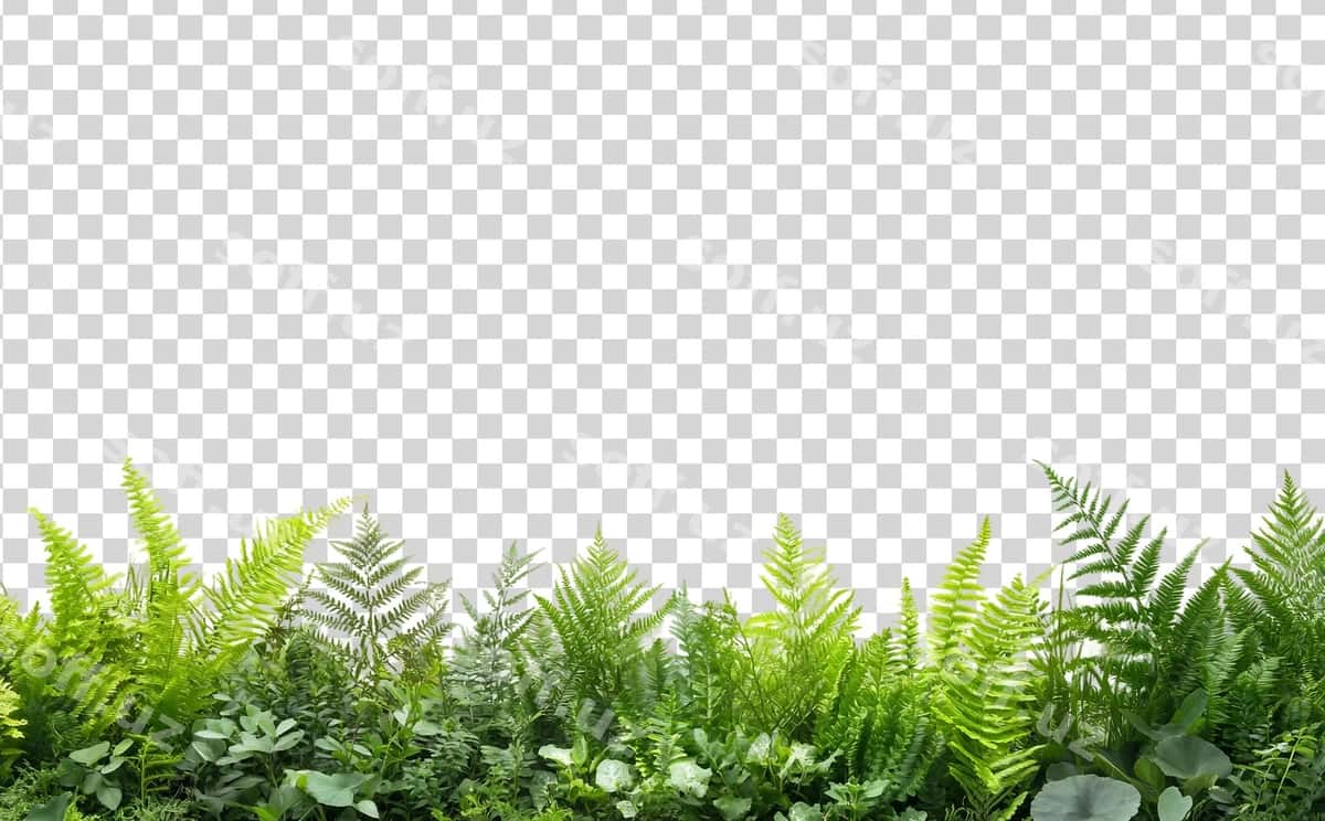 Boyoq to'plam yashil o'simliklar yaproqlari | Lush collection green plants leaves 1