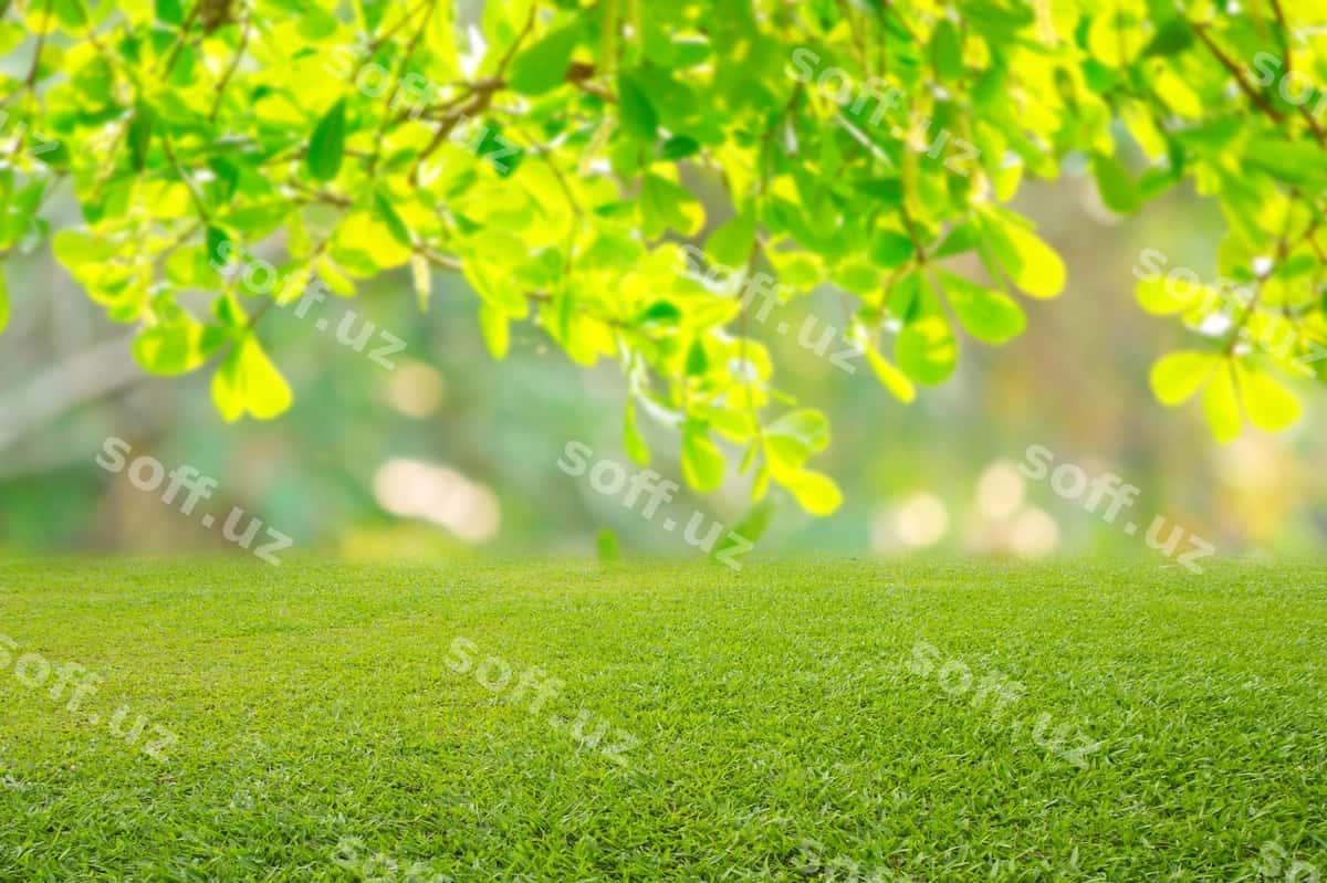 Tabiat bahor chaman orqa fon teksturasi | Nature spring grass background texture 1