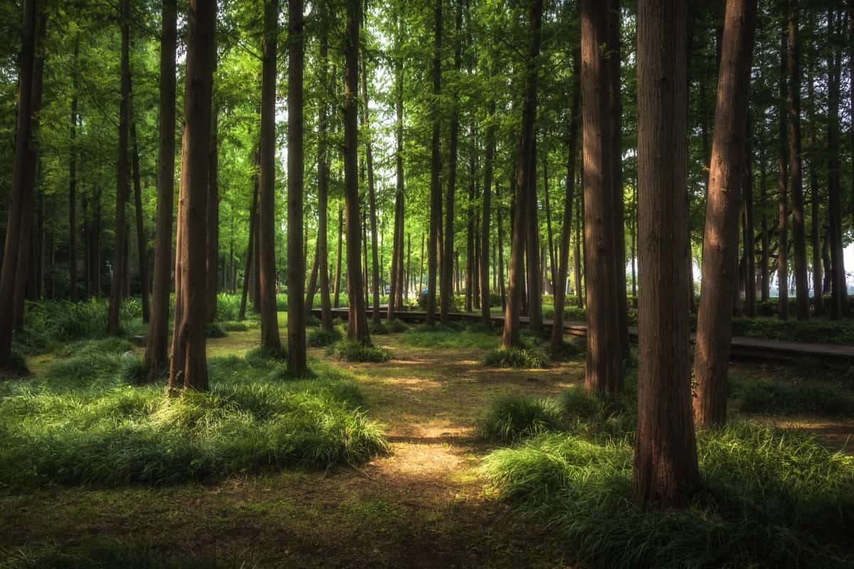 Yashil o'rmon manzarali go'zal shahar | Nice green forest landscape city 1