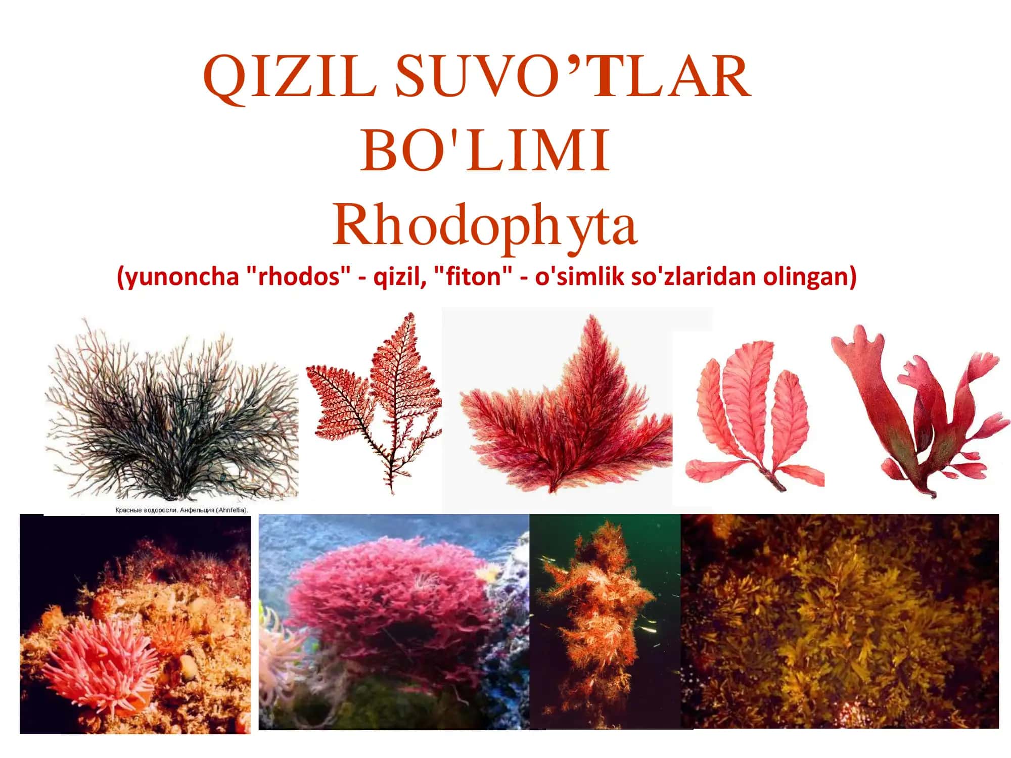 Qizil suvo'tlar Rhodophyta 1