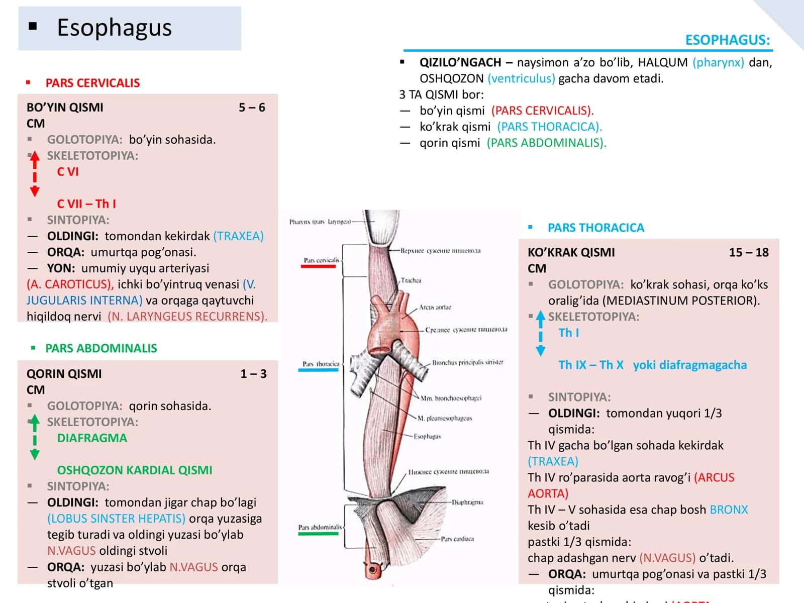 PARS CERVICALIS 1