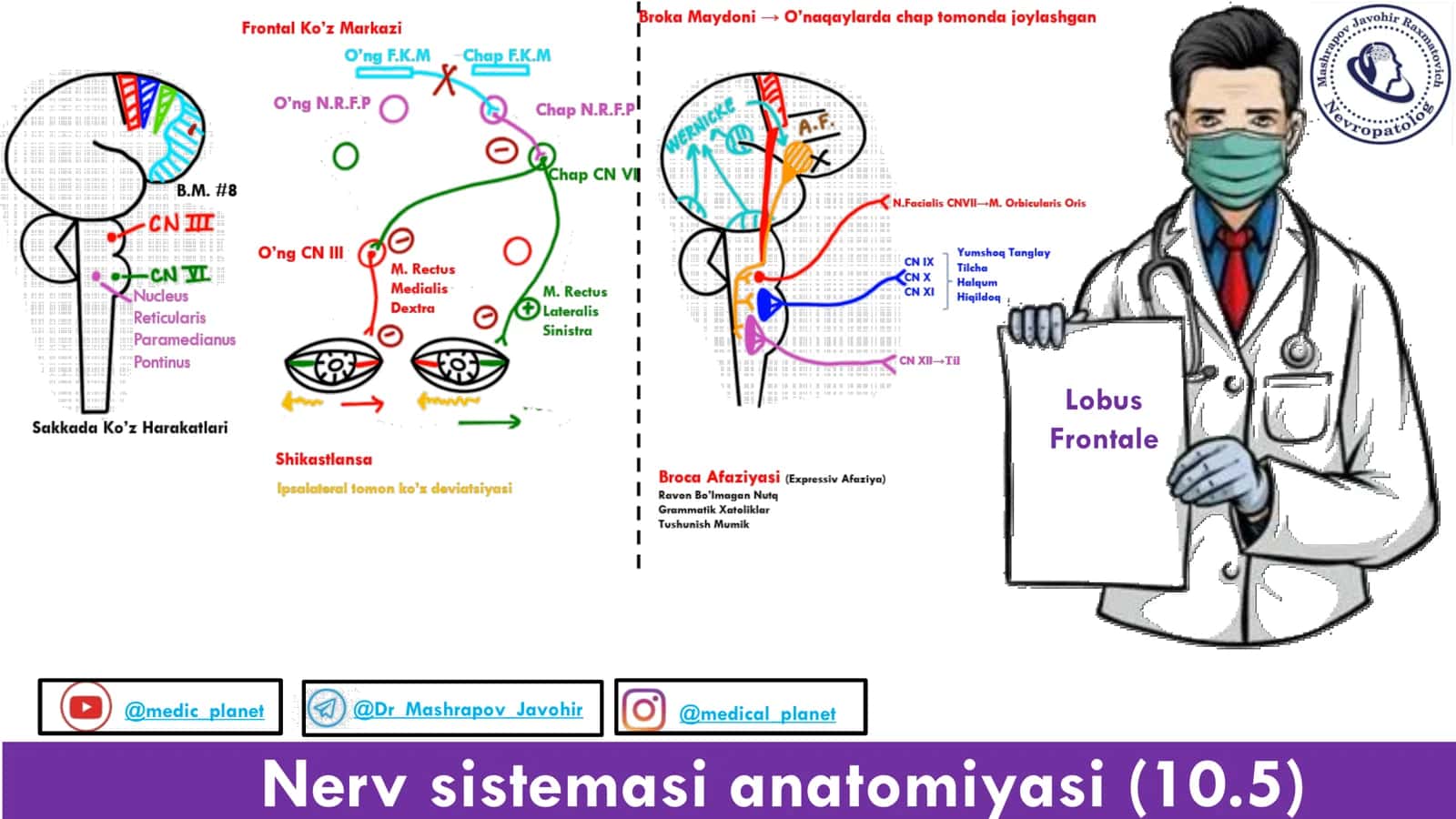 Nerv sistemasi anatomiyasi (10.5) 1
