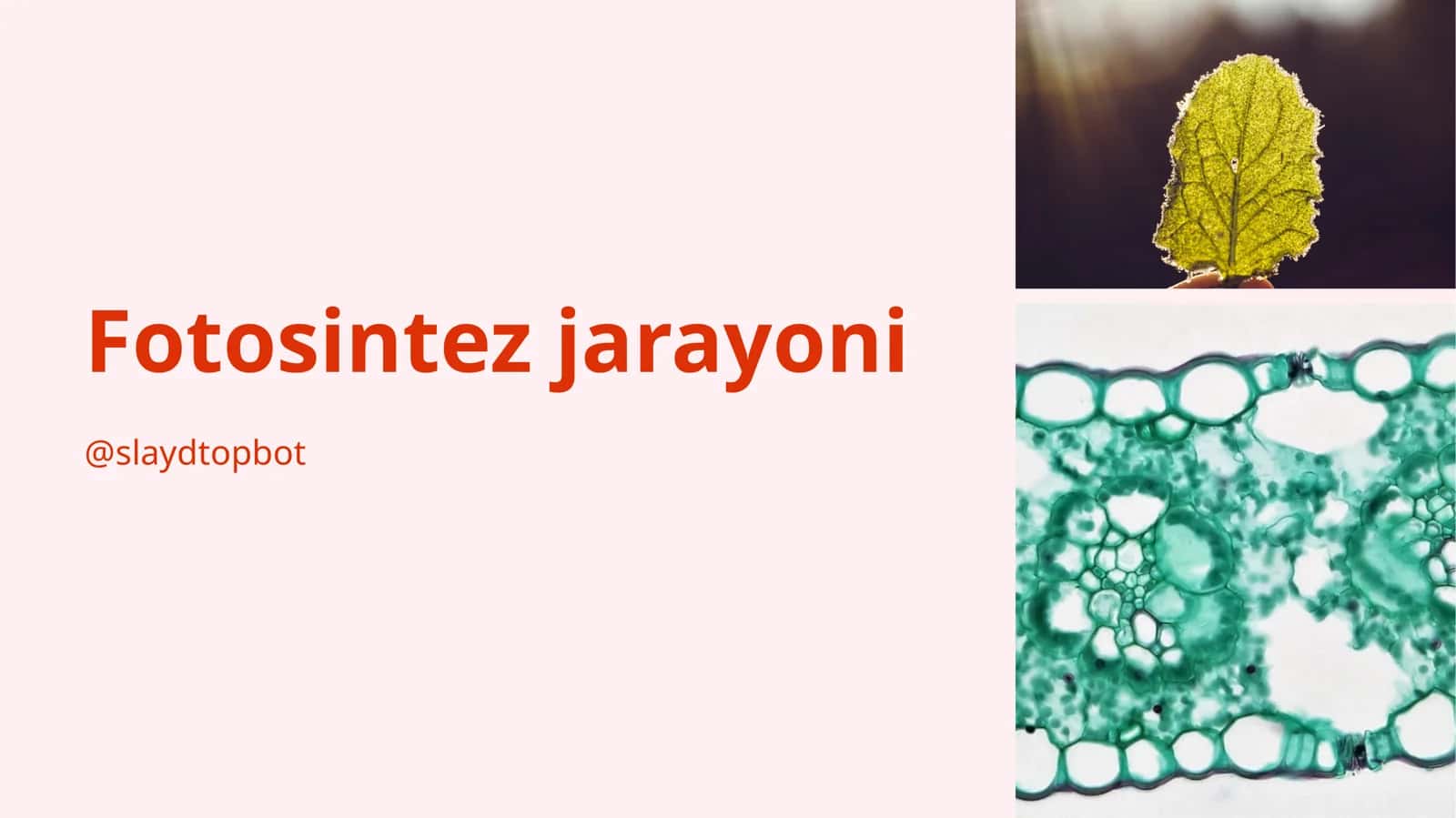 Fotosintez jarayoni 1