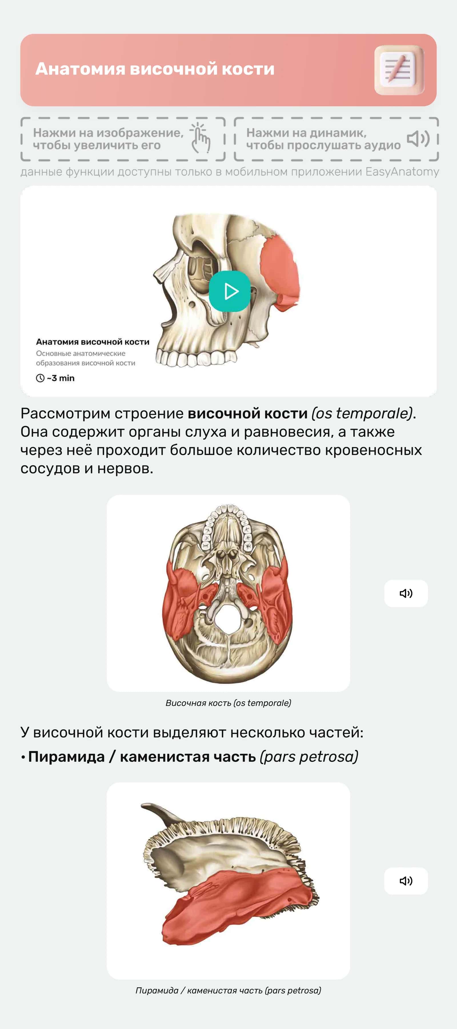 Анатомия височной кости 1