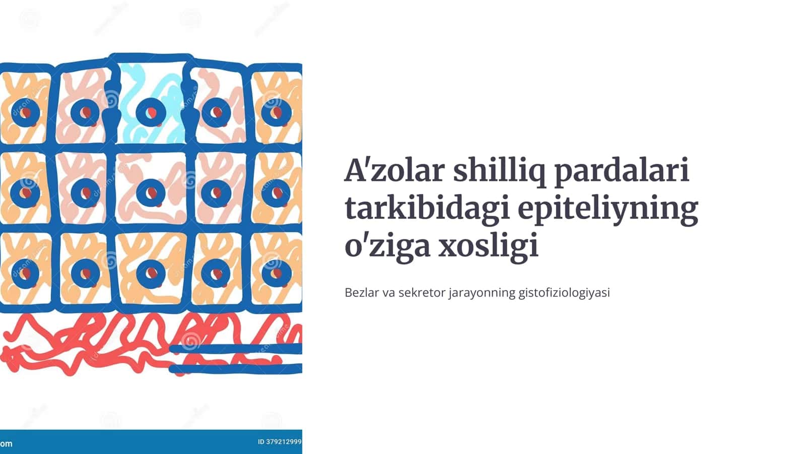 A'zolar shilliq pardalari tarkibidagi epitеliyning o’ziga xosligi. Bеzlar. Sеkrеtor jarayonning gistofiziologiyasi. Sеkrеtsiya tiplari. 1