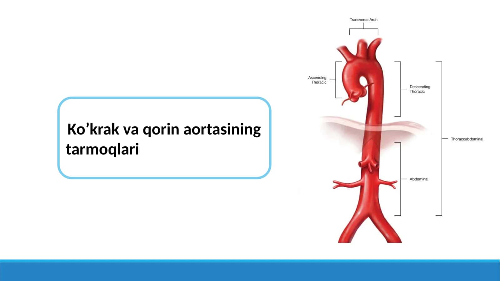 Ko’krak va qorin aortasining tarmoqlari 1