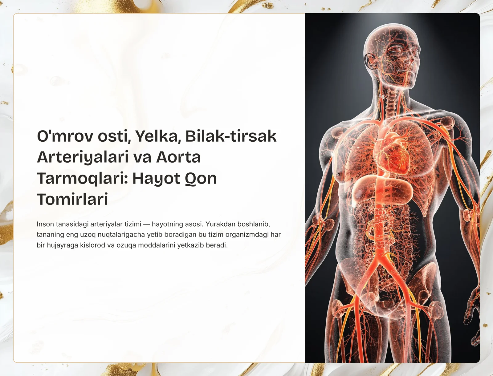Arteriyalar va Aorta 1