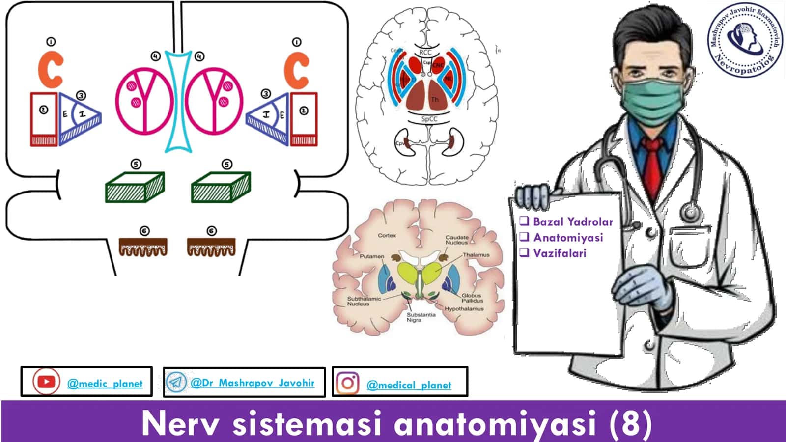 Nerv sistemasi anatomiyasi 1