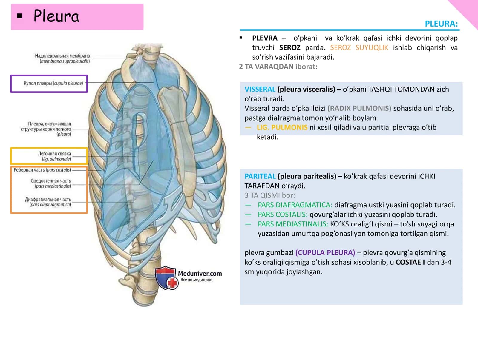 PLEVRA 1