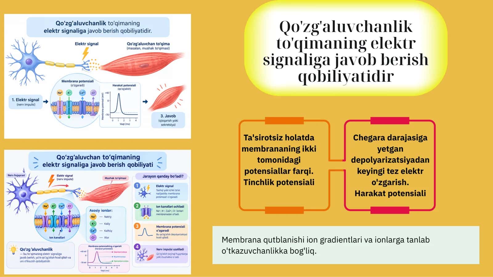 Qo'zg'aluvchan  to'qimalarda  bioelektr hodisalar 1