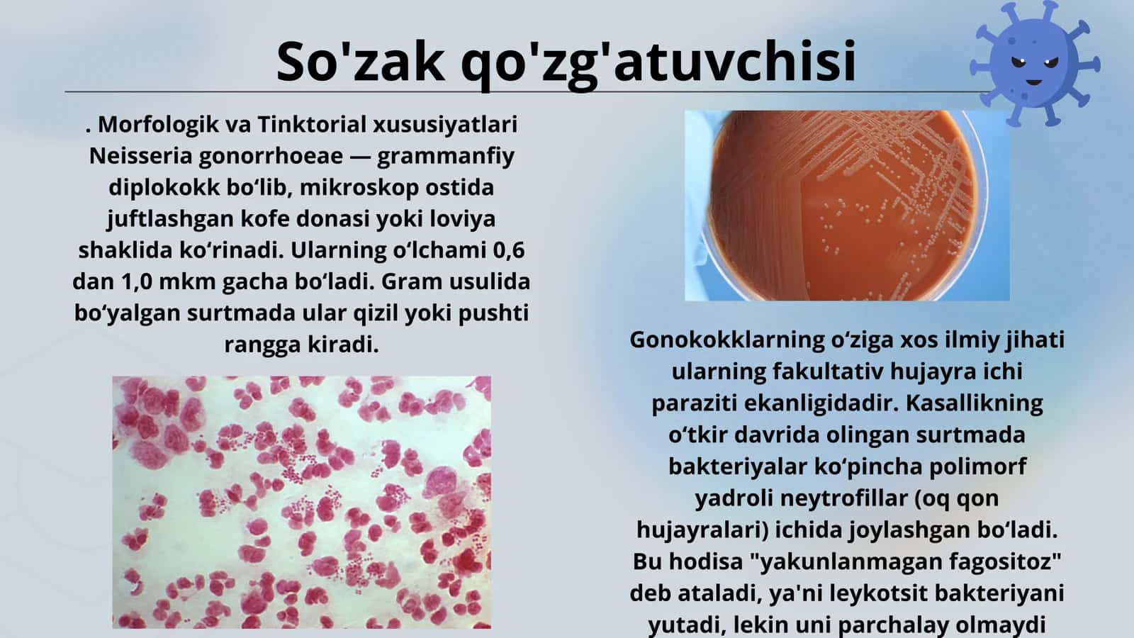 So'zak qo'zg'atuvchisi. Morfologik va Tinktorial xususiyatlari 1