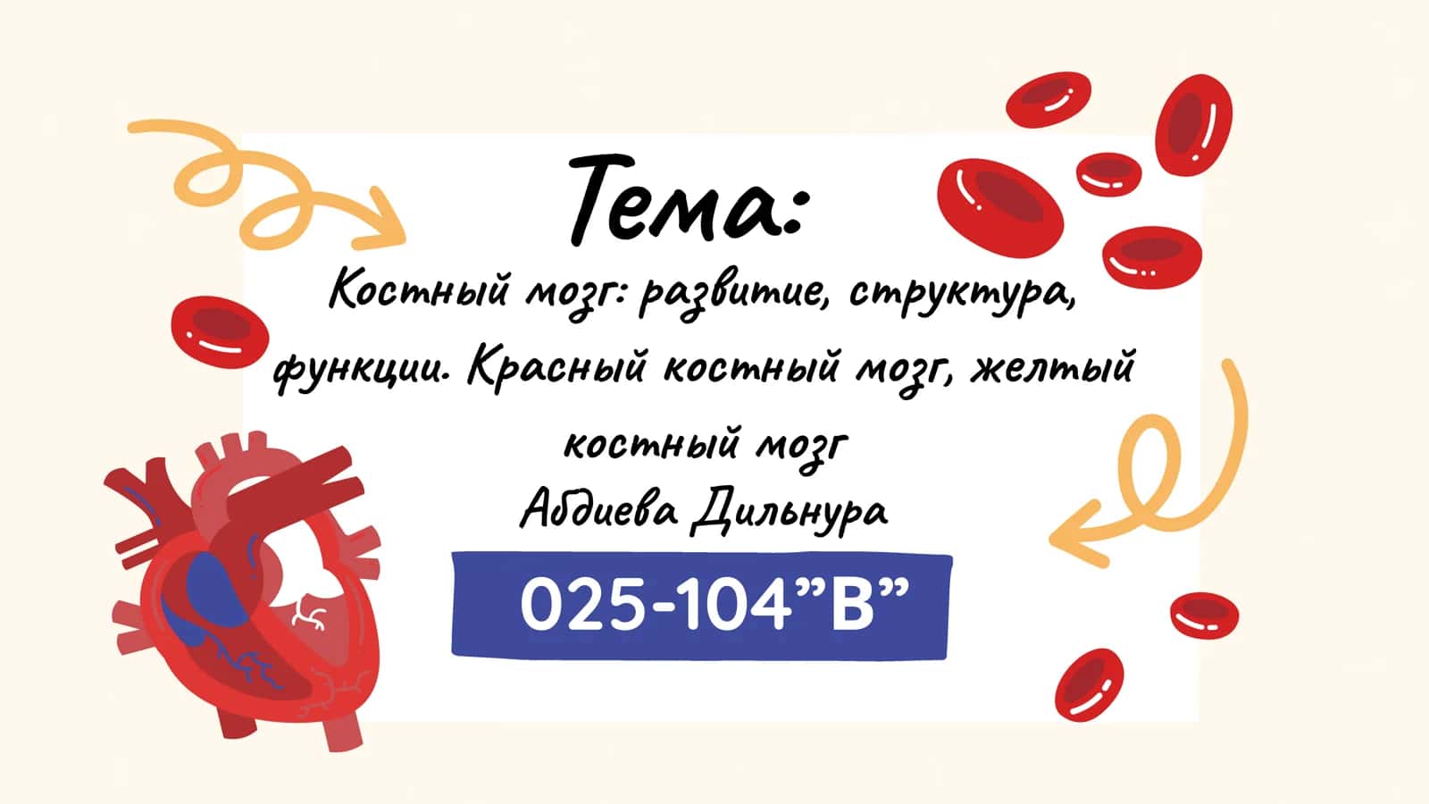 Костный мозг: развитие, структура, функции 1