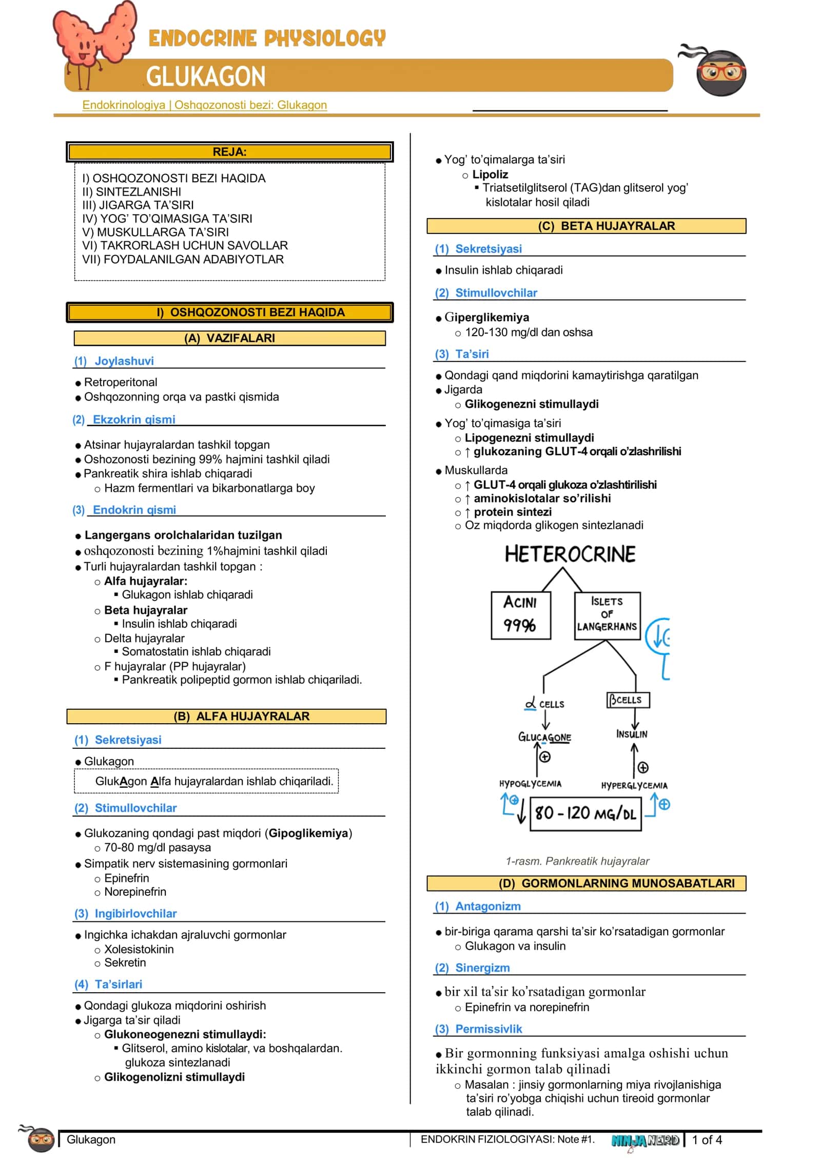 Glukagon 1