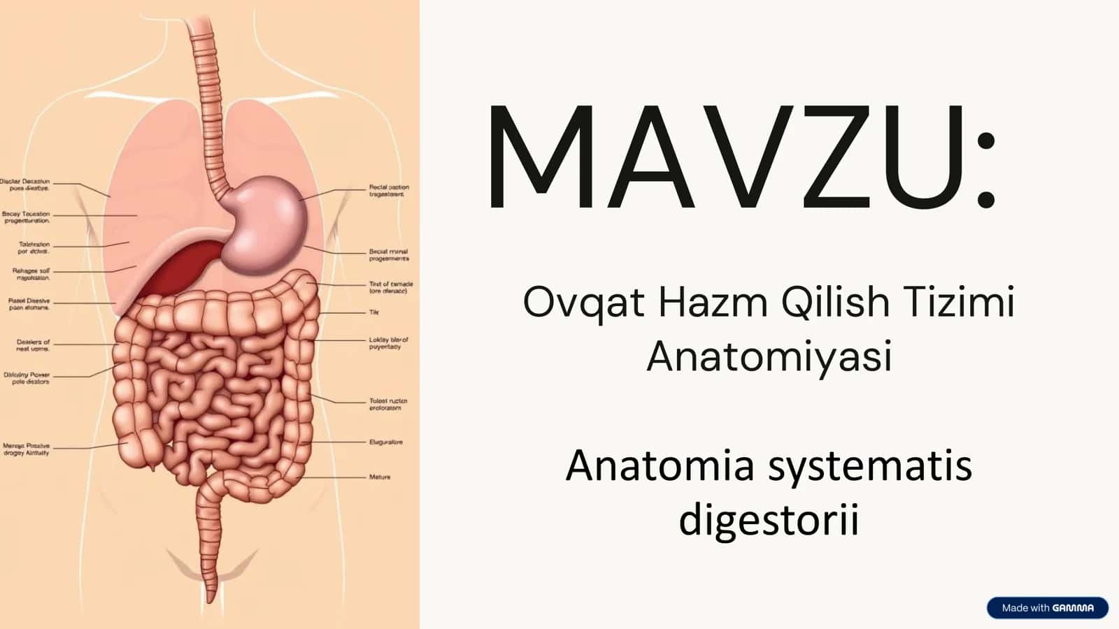 Ovqat Hazm Qilish Tizimi 1