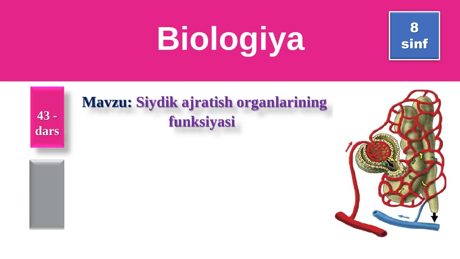 8-Sinf Biologiya: “Siydik Ajratish Organlarining Funksiyasi” Taqdimot 1