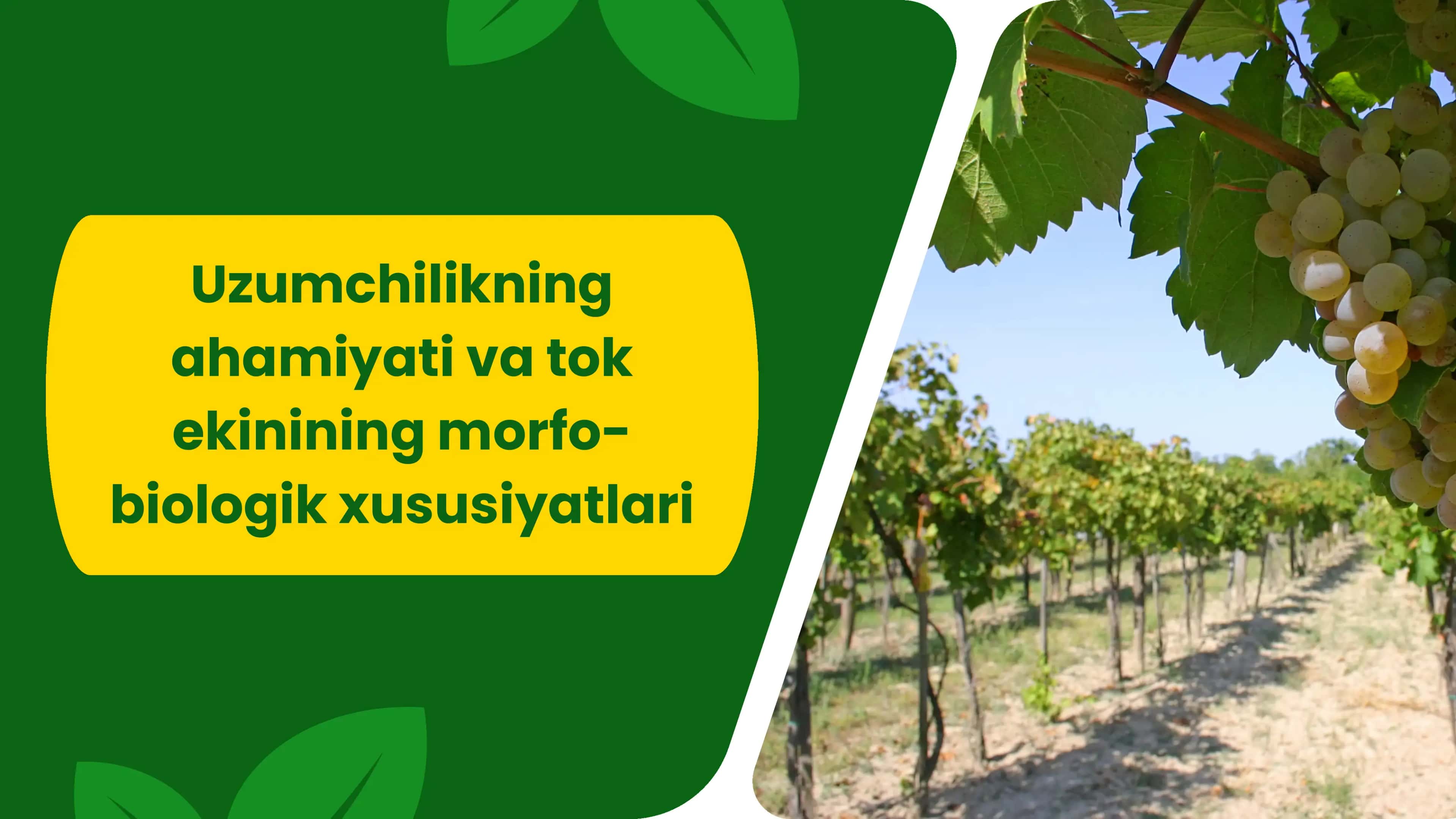 Uzumchilikning ahamiyati va tok ekinining morfo-biologik xususiyatlari 1