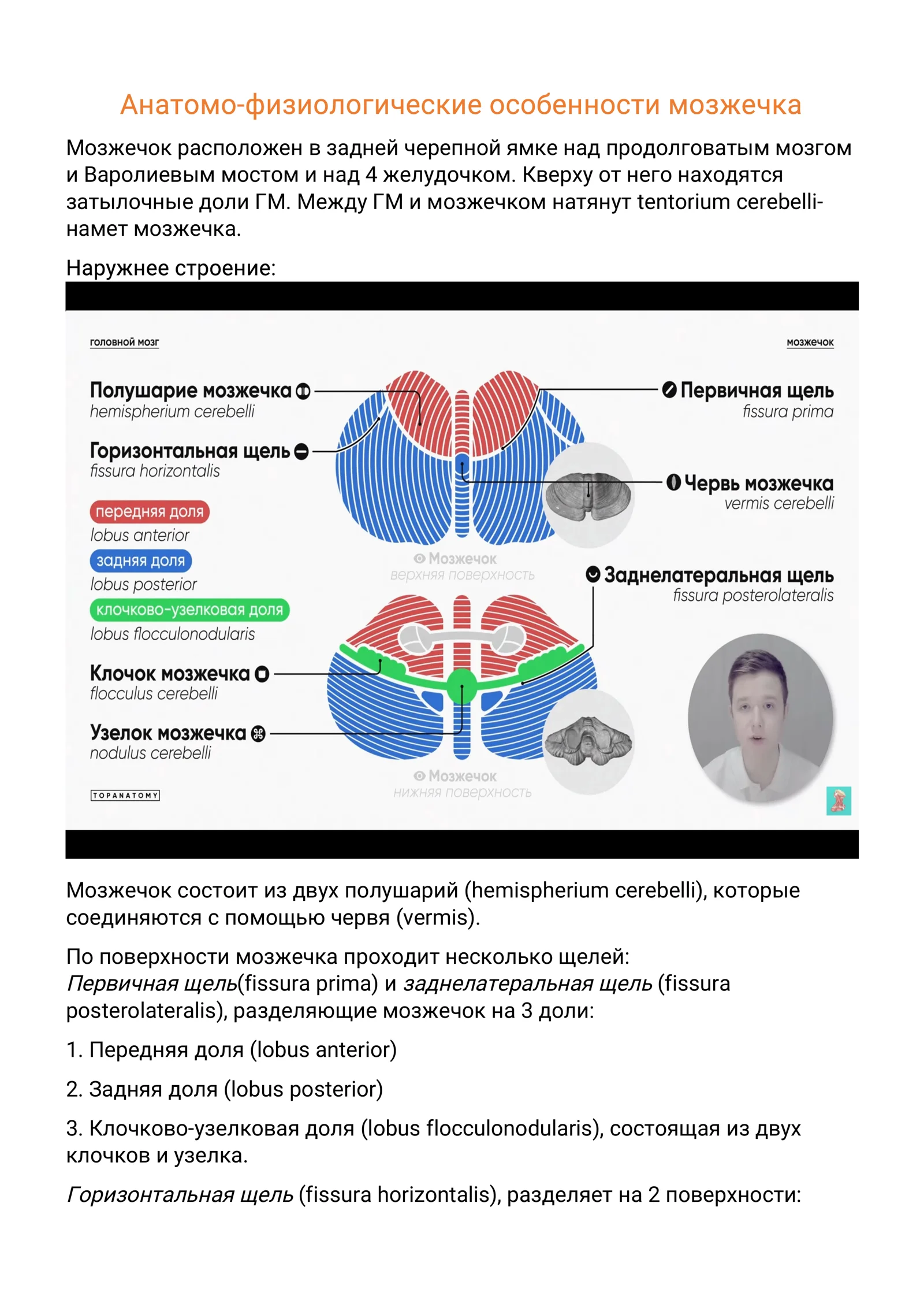 экстрапирамидальная_система,_мозжечок 1