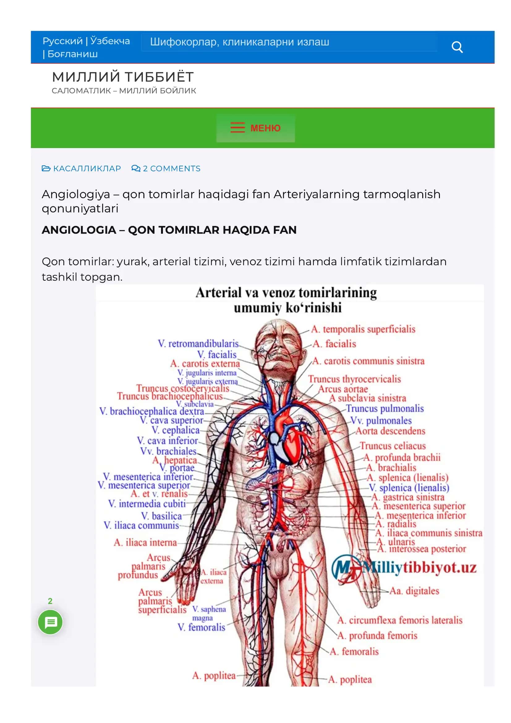 Angiologiya – qon tomirlar haqidagi fan Arteriyalarning tarmoqlanish qonuniyatlari 1