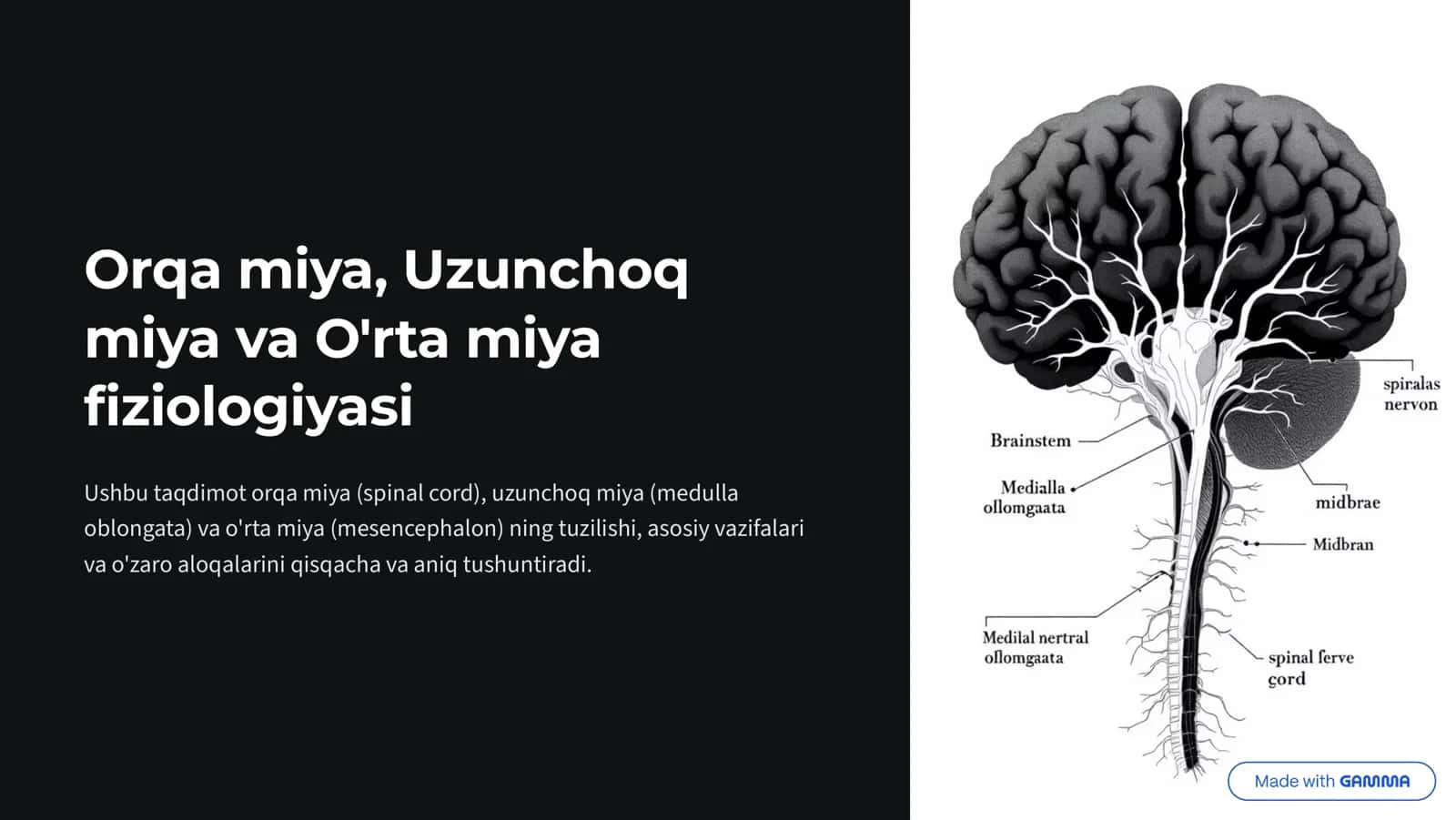 Orqa miya, Uzunchoq miya va O'rta miya fiziologiyasi 1