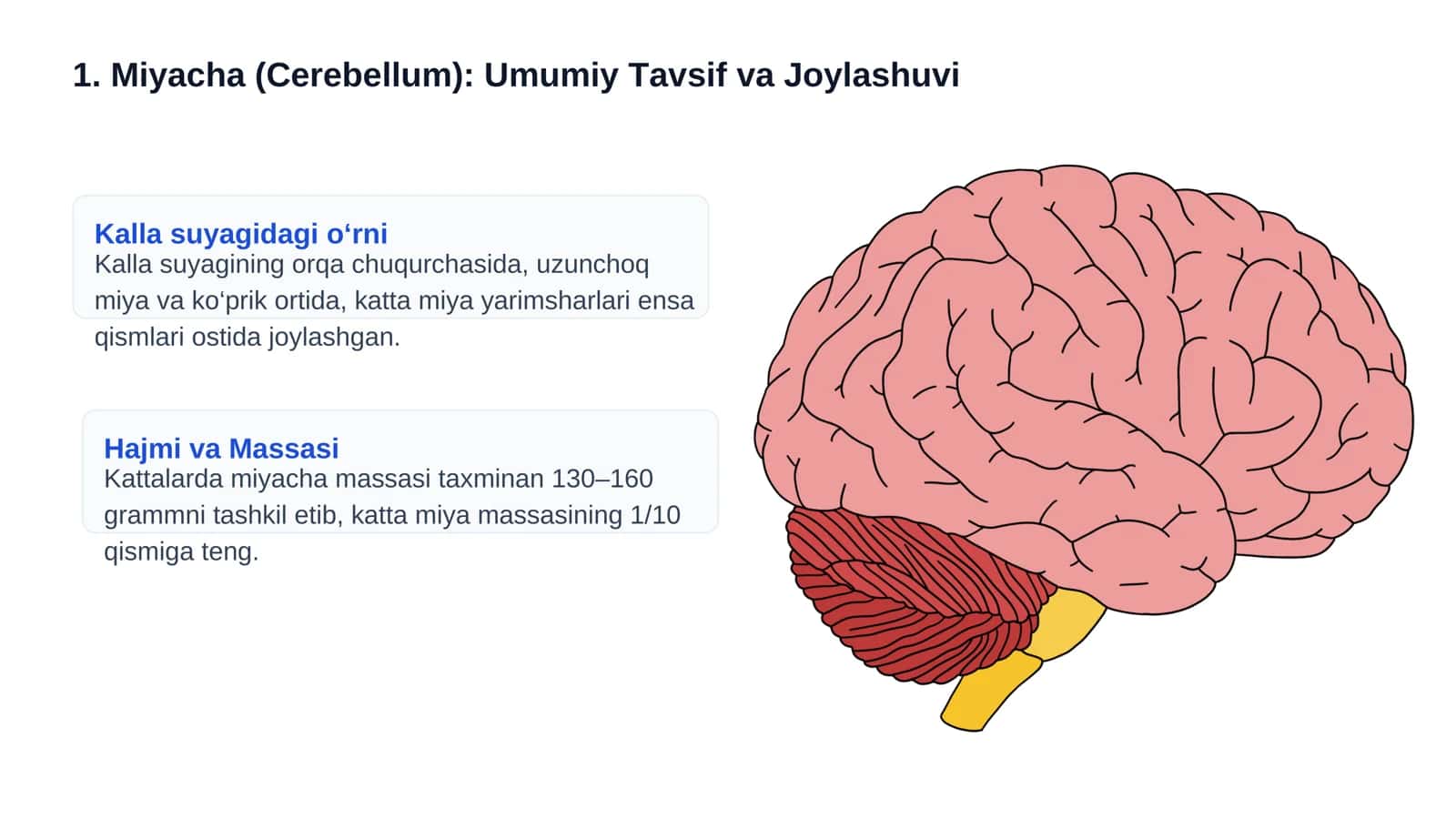 Miyacha (Cerebellum): Umumiy Tavsif va Joylashuvi 1
