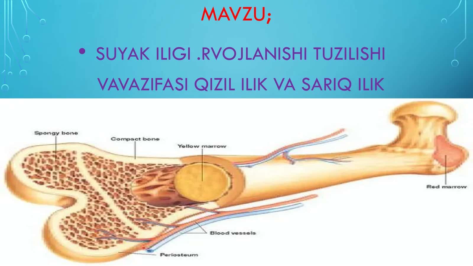 SUYAK ILIGI.RVOJLANISHI TUZILISHI VAVAZIFASI QIZIL ILIK VA SARIQ ILIK 1