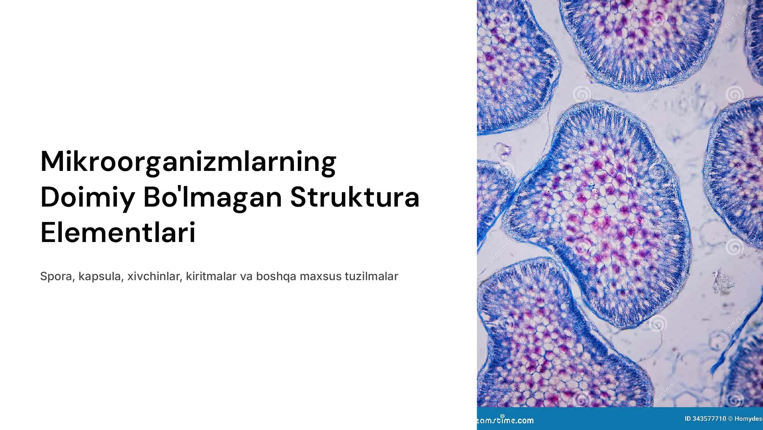Mikroorganizmlarni doimiy  boʻlmagan  struktura  elementlari:spora,  kapsula,  xivchinlar, kiritmalar va  boshq. 1