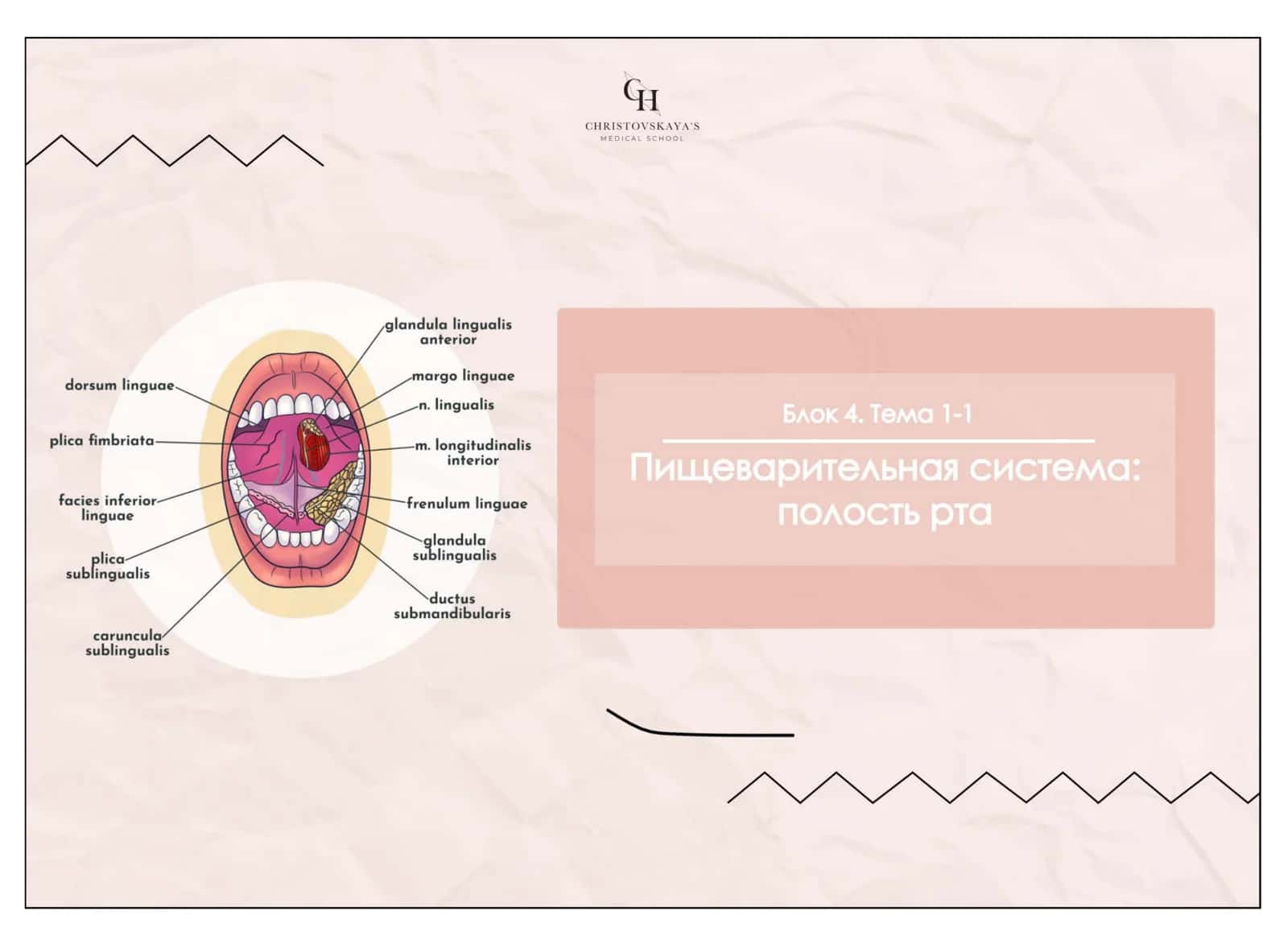 Полость рта 1