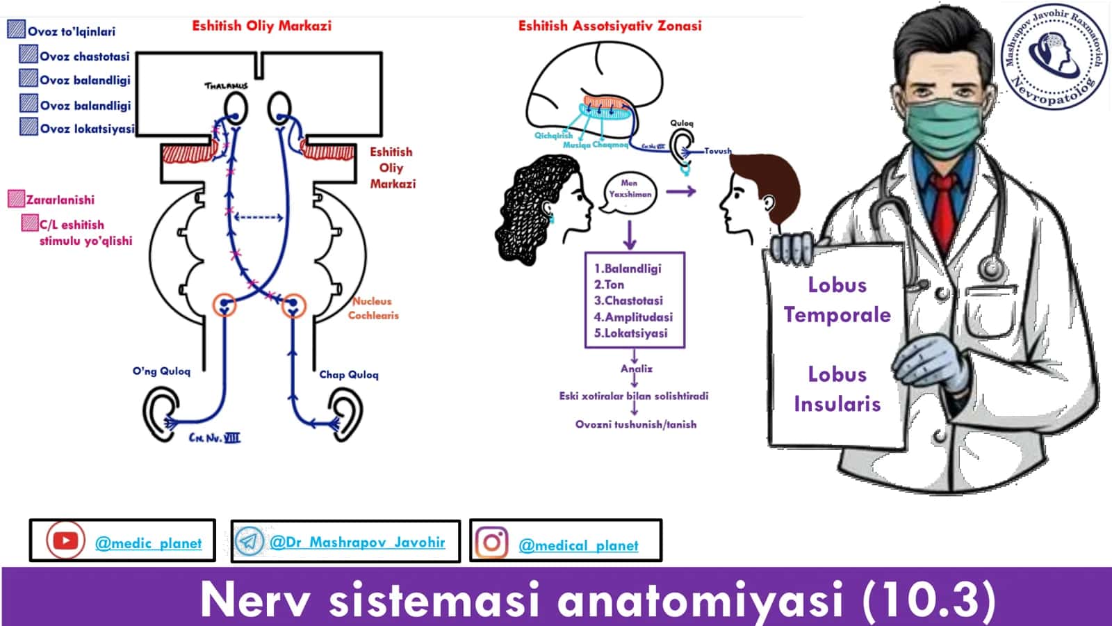Nerv sistemasi anatomiyasi (10.3) 1