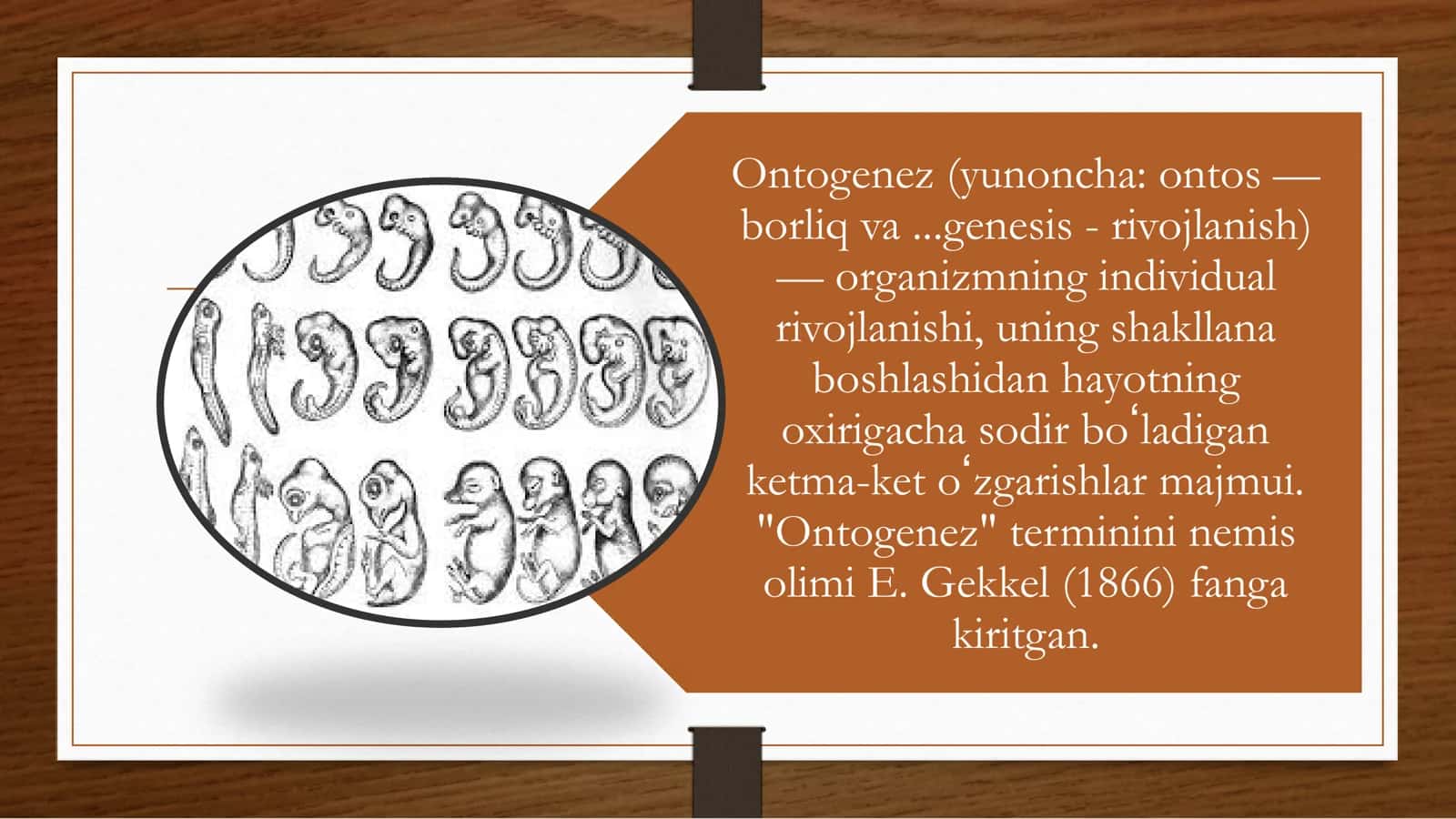 Tishlar ontogenez.Rivojlanish nuqsonlari va rentgenanatomiyasi 2