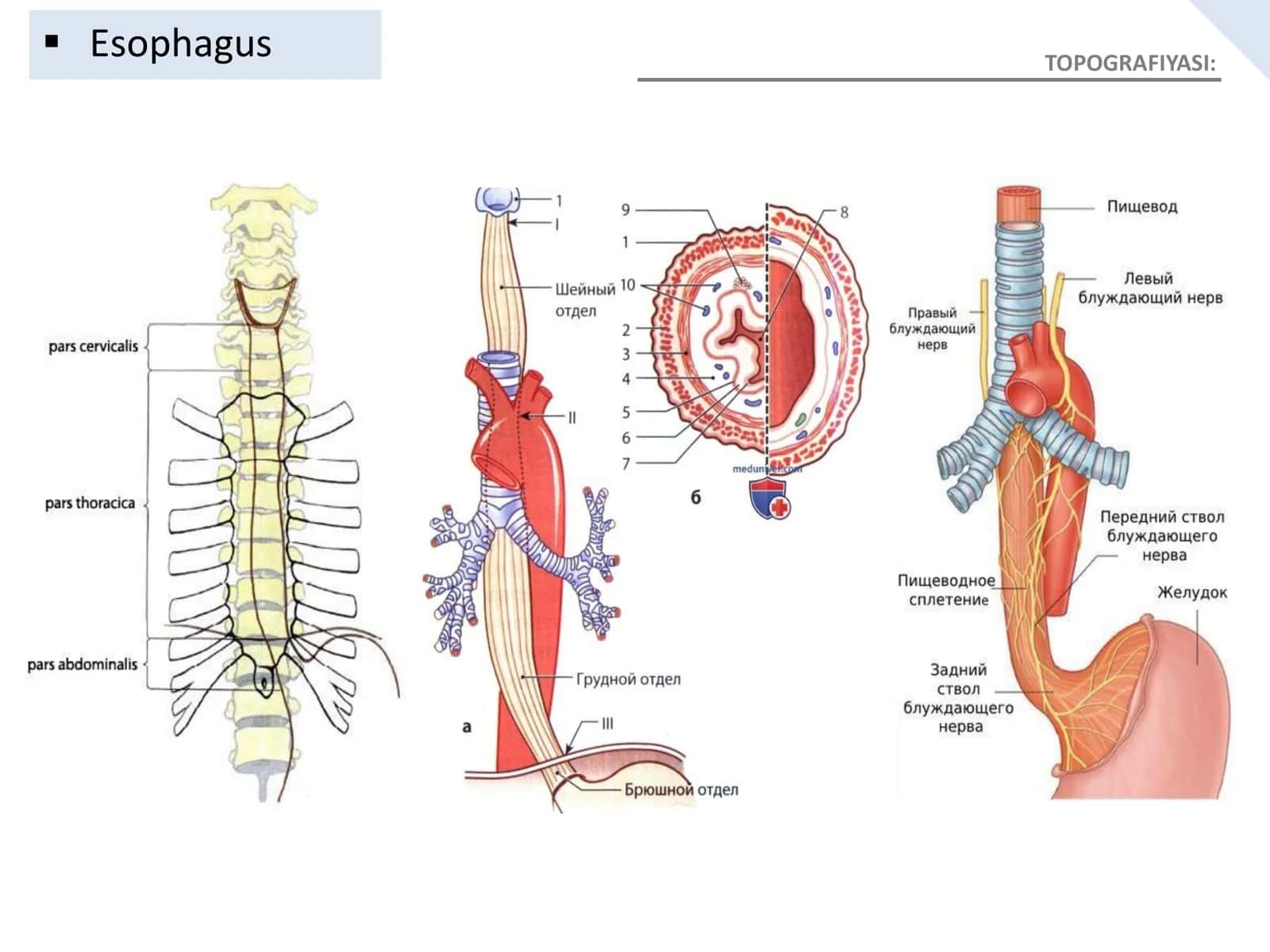 PARS CERVICALIS 2