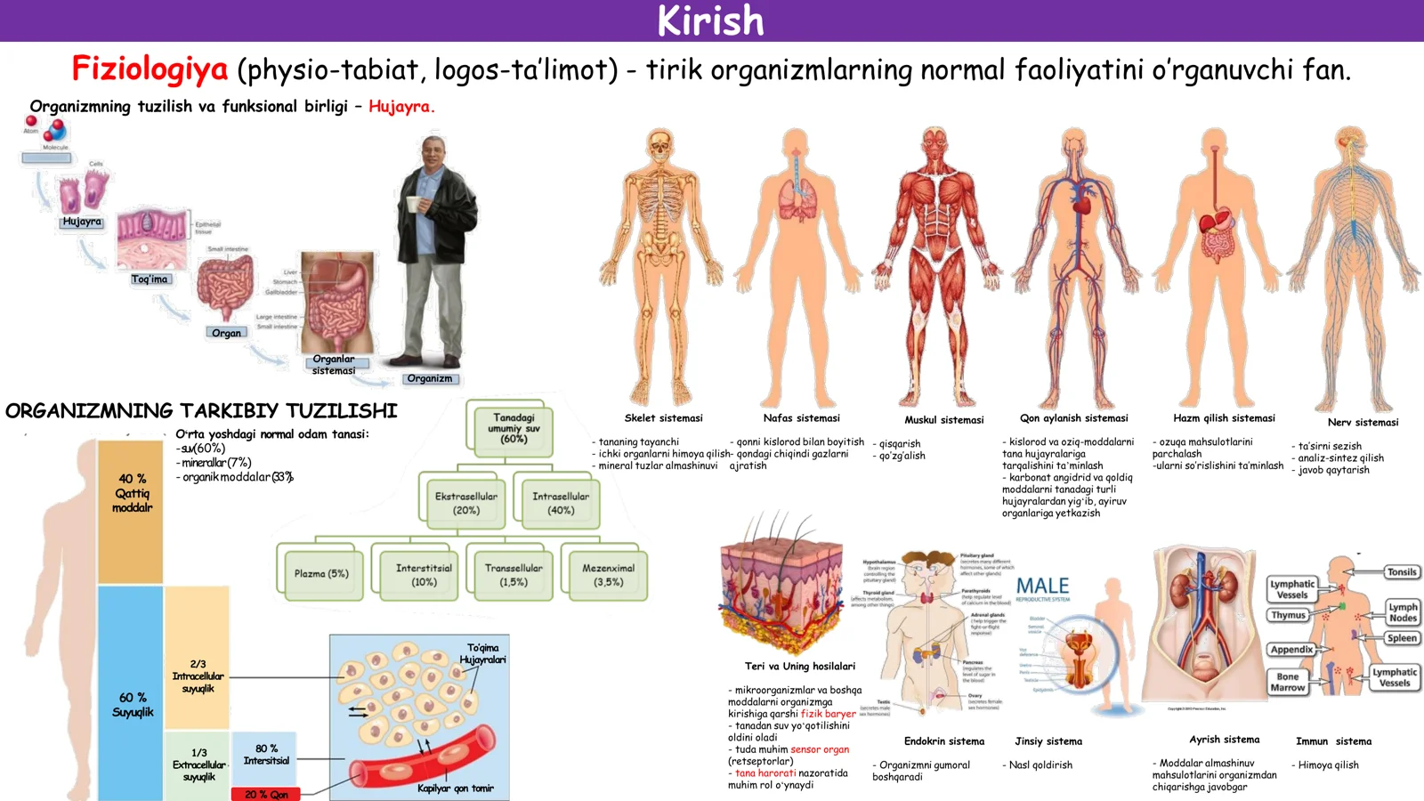 Normal Fiziologiya 1 2