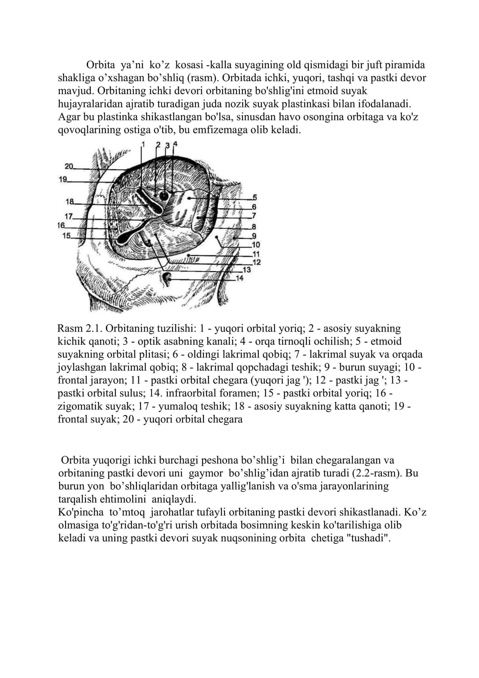KO`RUV ORGANINING ANATOMIYASI 2