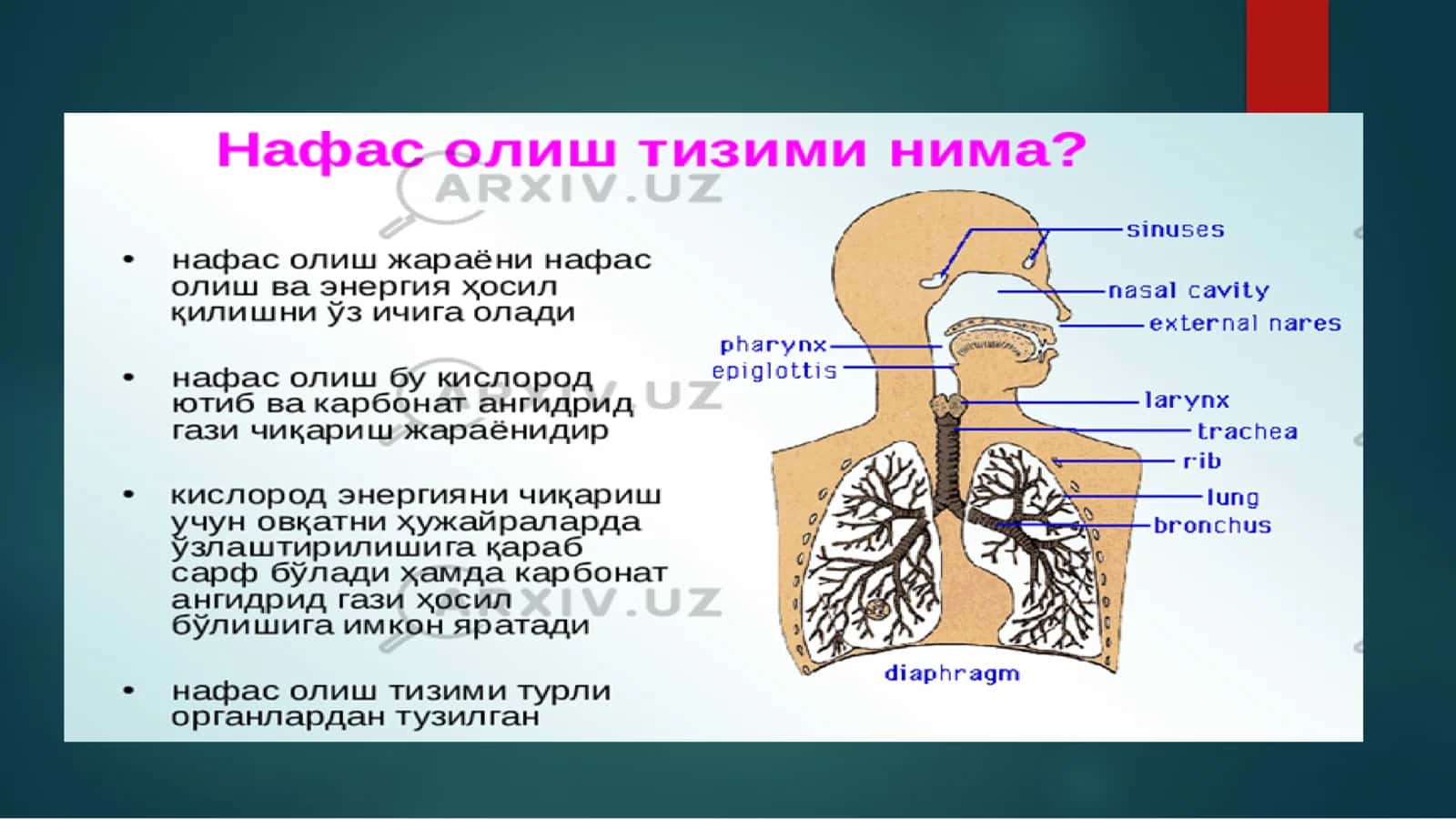 Nafas olish jarayoni 2