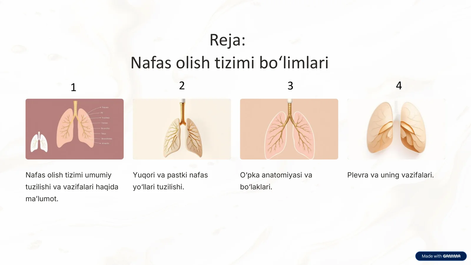 Nafas olish tizimi anatomiyasi 2