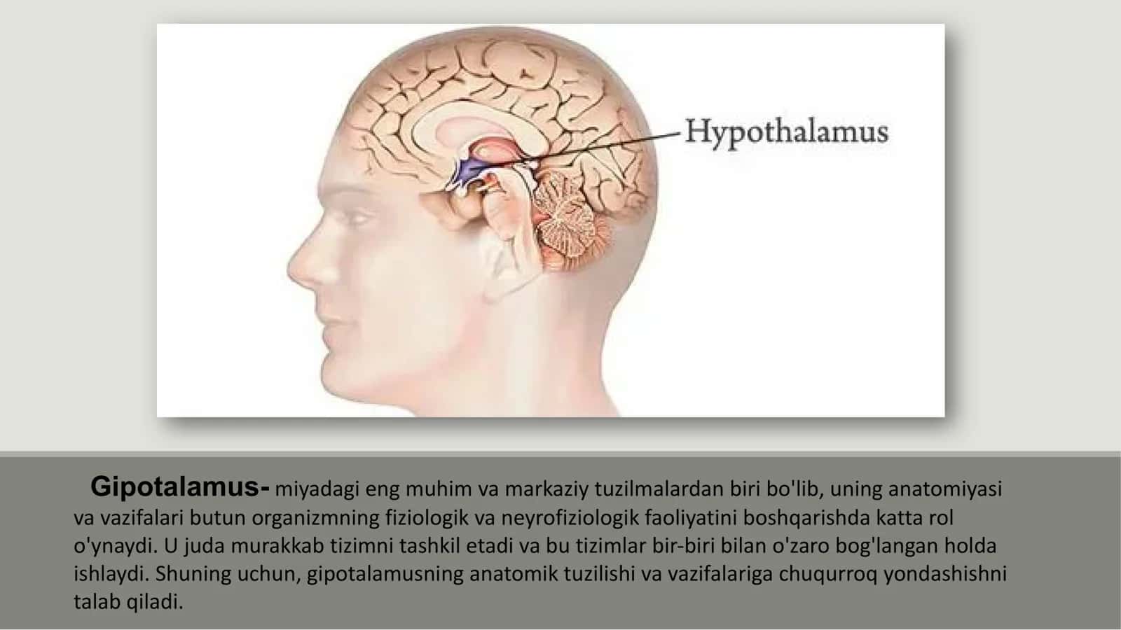 Gipotalamus tuzilishi va vazifalari 2