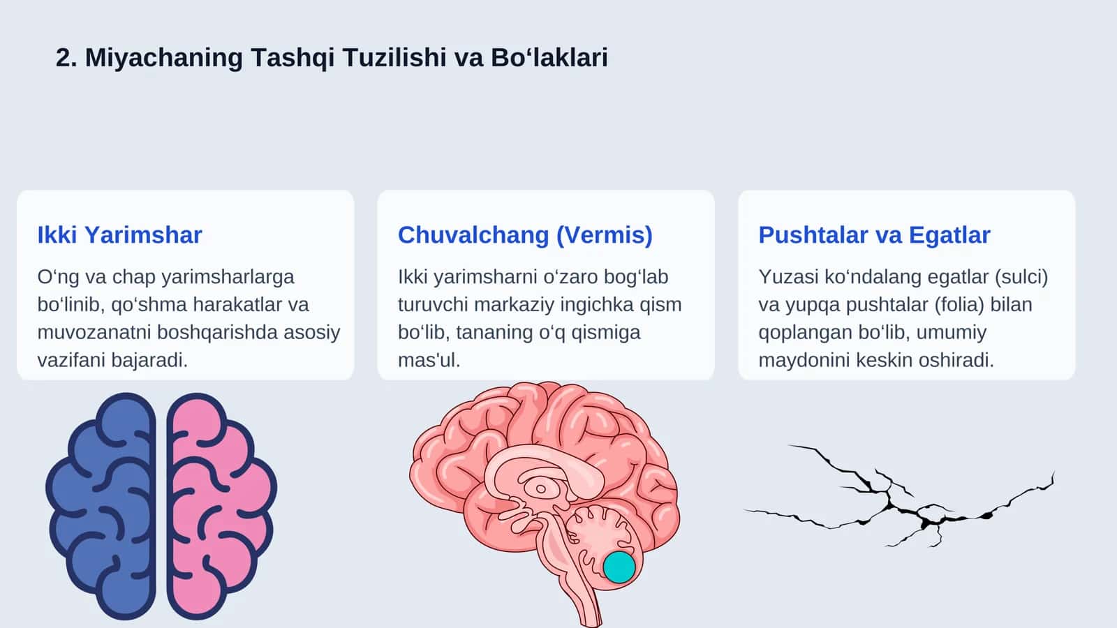 Miyacha (Cerebellum): Umumiy Tavsif va Joylashuvi 2