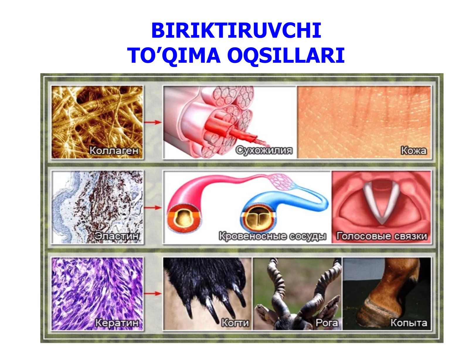 Kollagen Oqsili 2