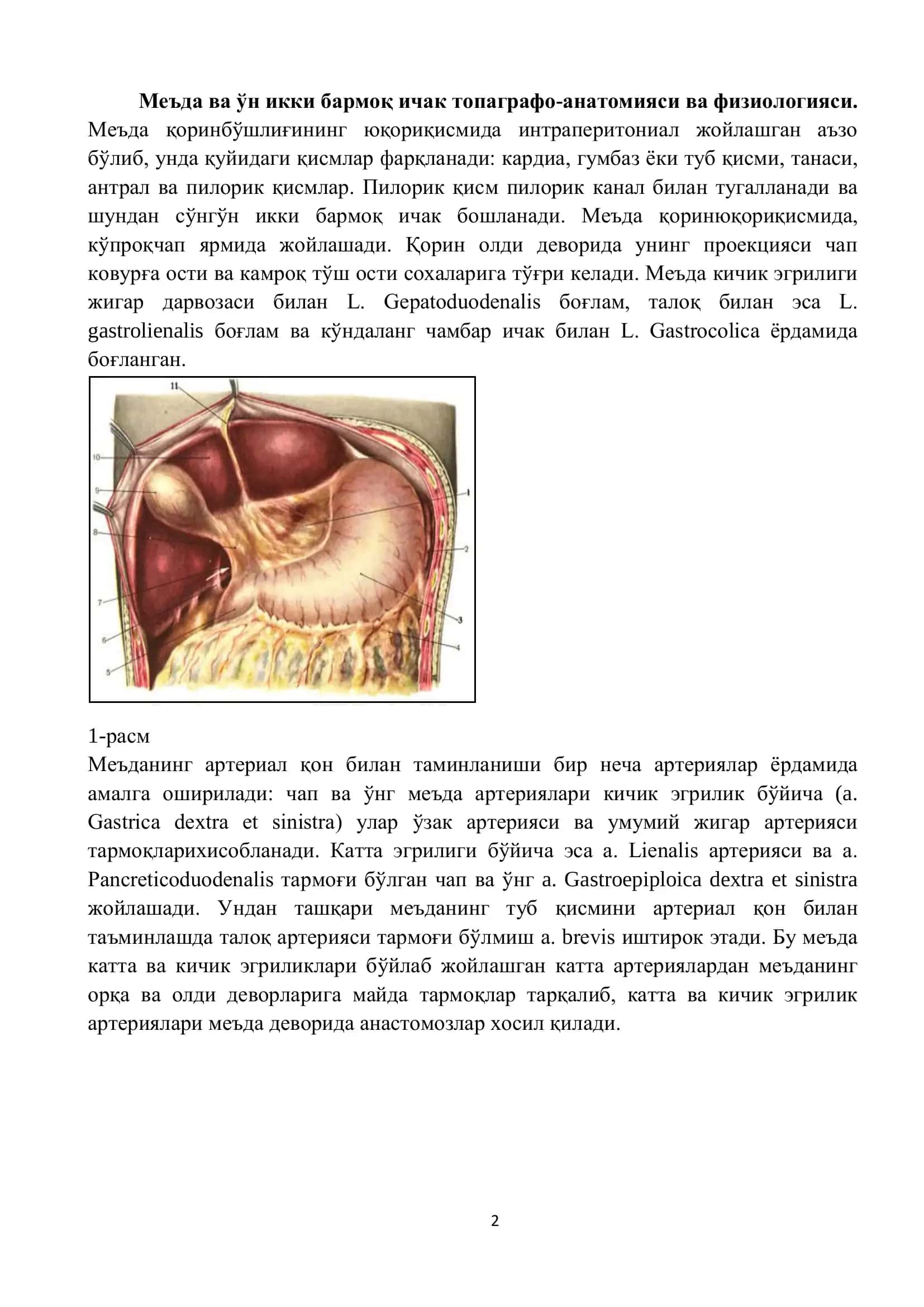 Меъда ва ўн икки бармоқ ичак топаграфо-анатомияси ва физиологияси 2