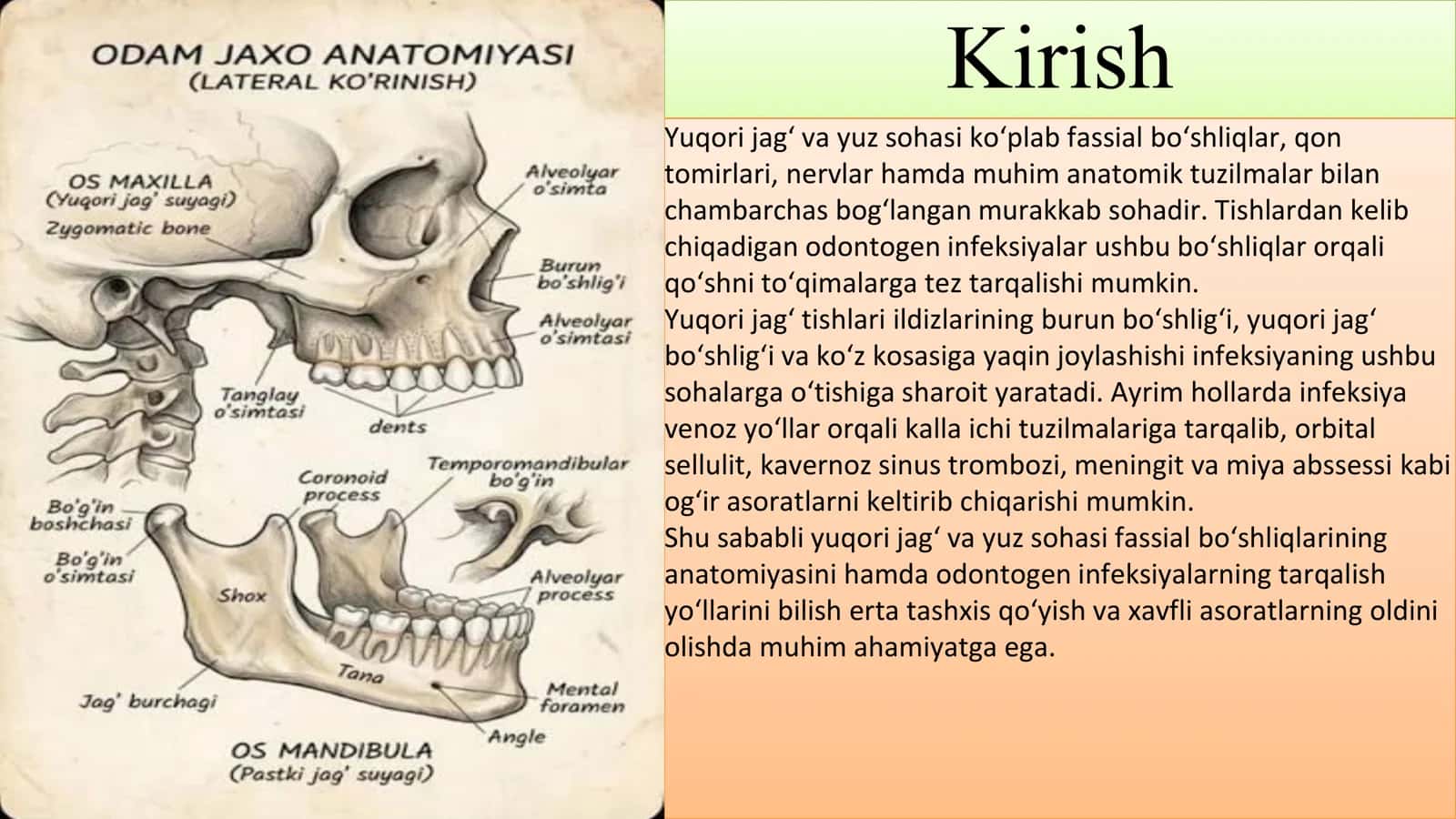 Yuqori jag‘ va yuz sohasi fassial bo‘shliqlarining anatomiyasi 2