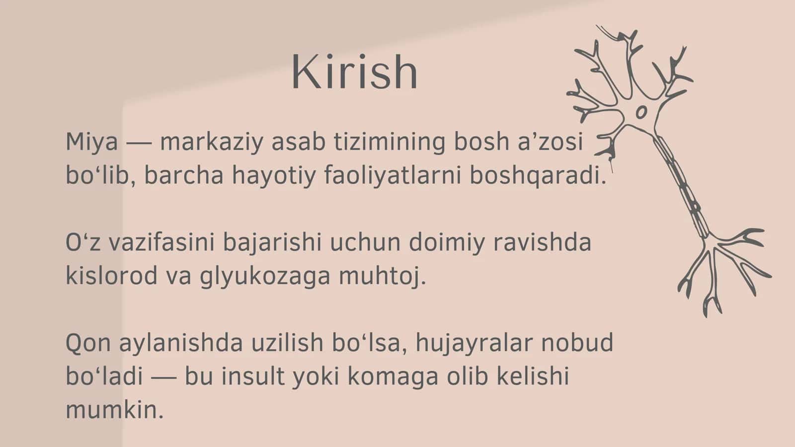 Miyani qon bilan taʼminlanishi 2
