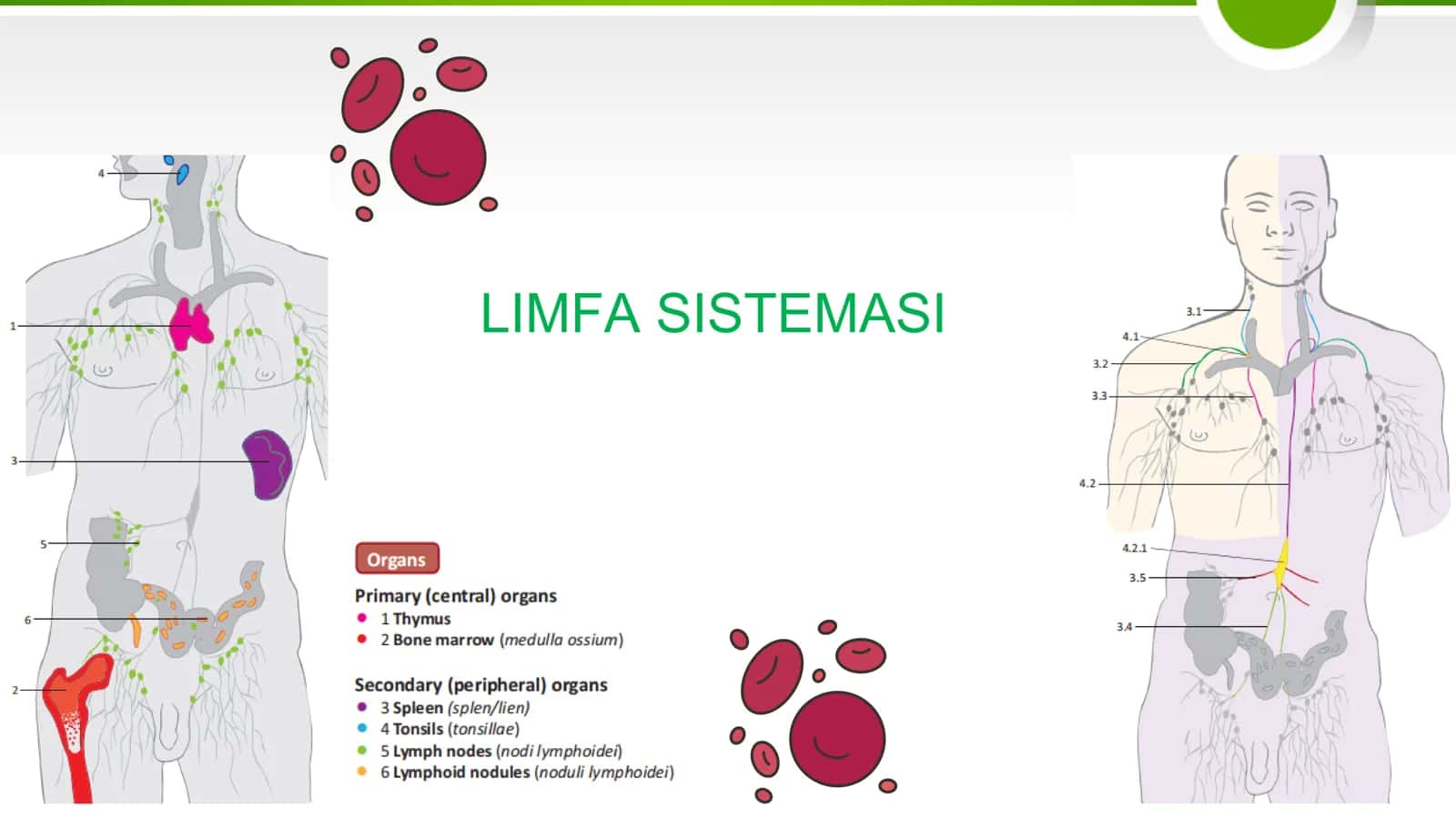 Limfa sistemasi 2