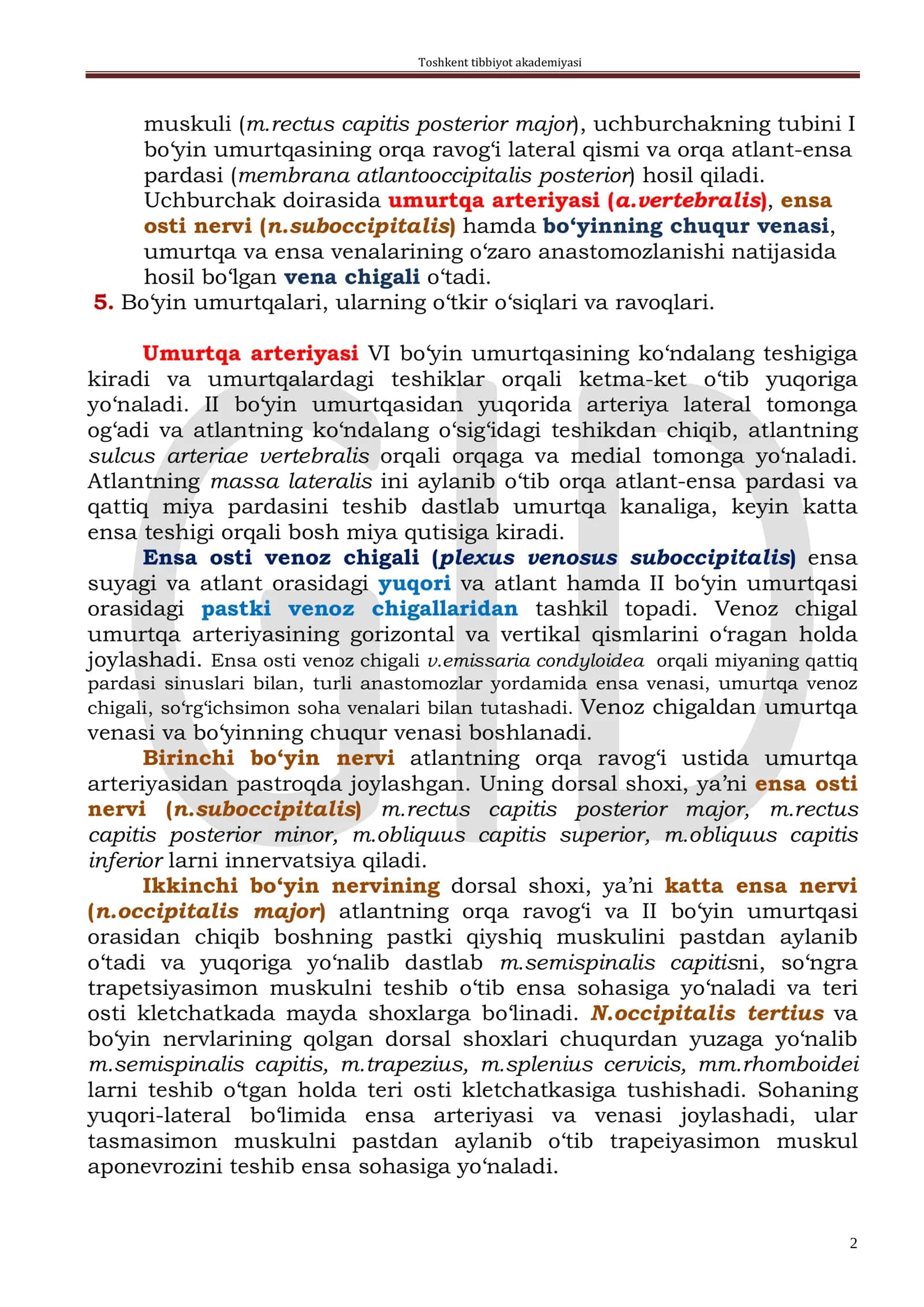 BO‘YINNING ORQA SOHASI (REGIO COLLI POSTERIOR) 2
