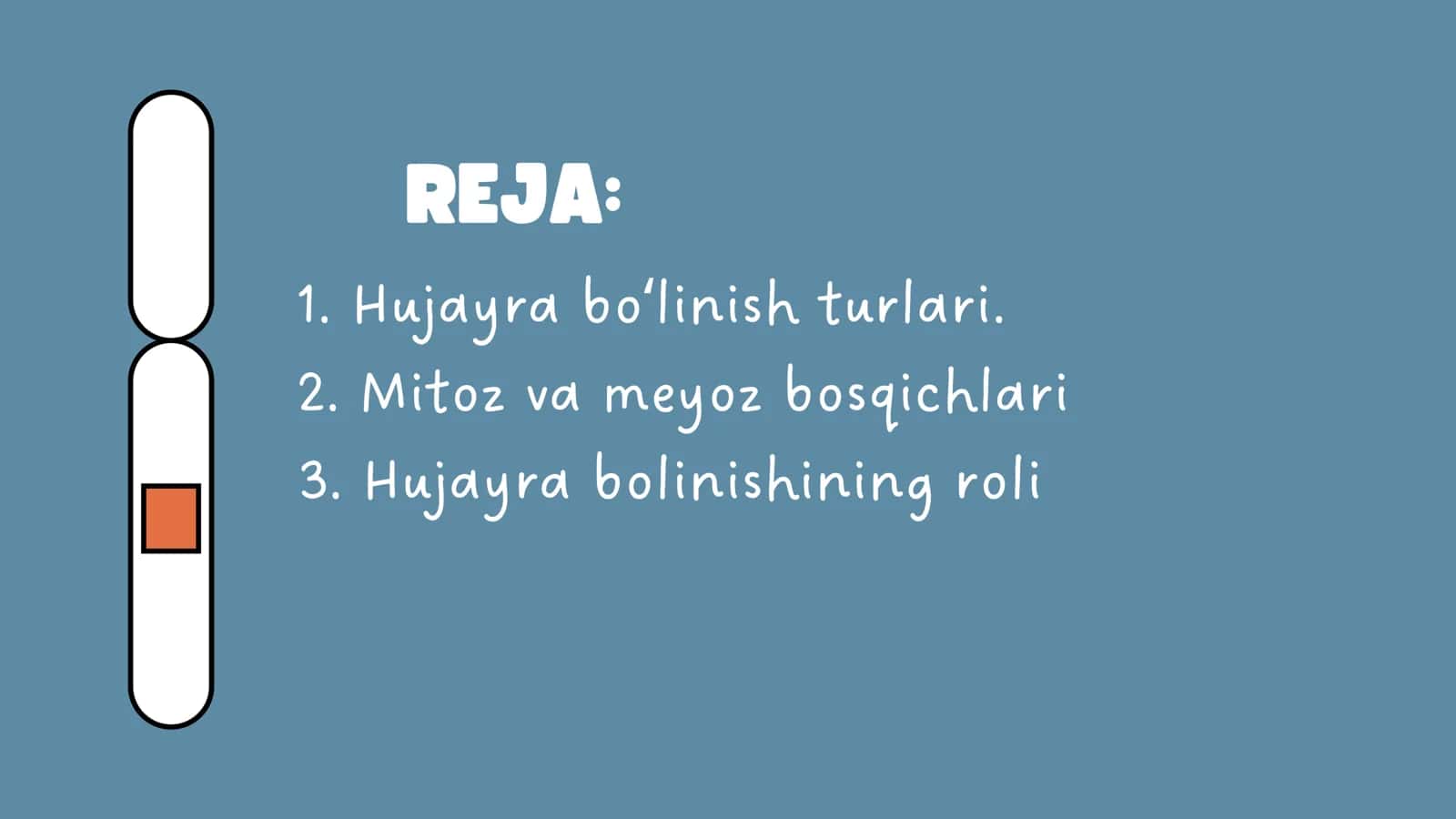Hujayralarda mitoz va meyoz 2